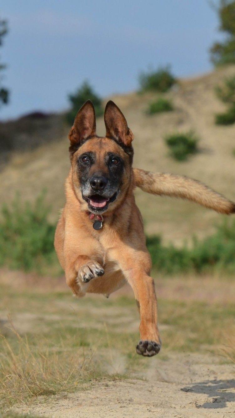 750x1334 Download 750x1334 Belgian Malinois Dog, Running Wallpaper for iPhone iPhone 6