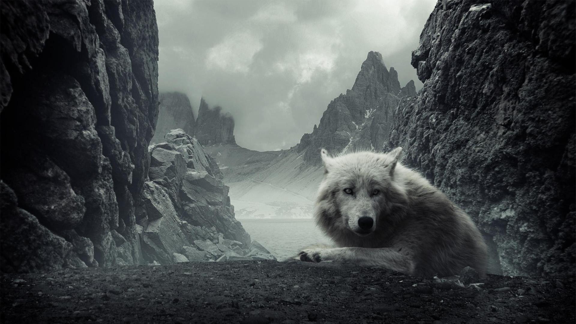 1920x1080 White Wolf Wallpaper Wolf .itl.cat