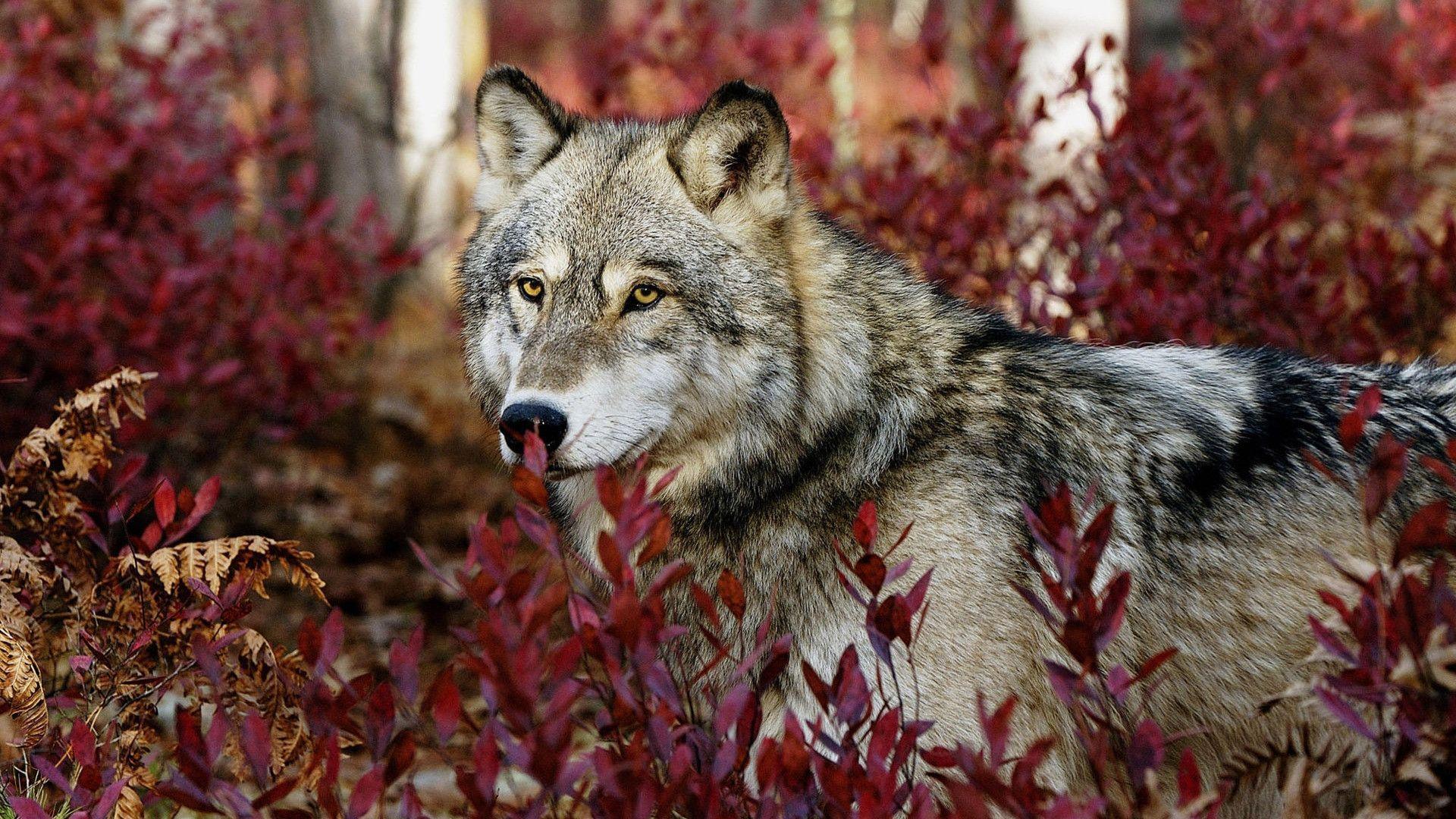 1920x1080 Wolf Wallpaper