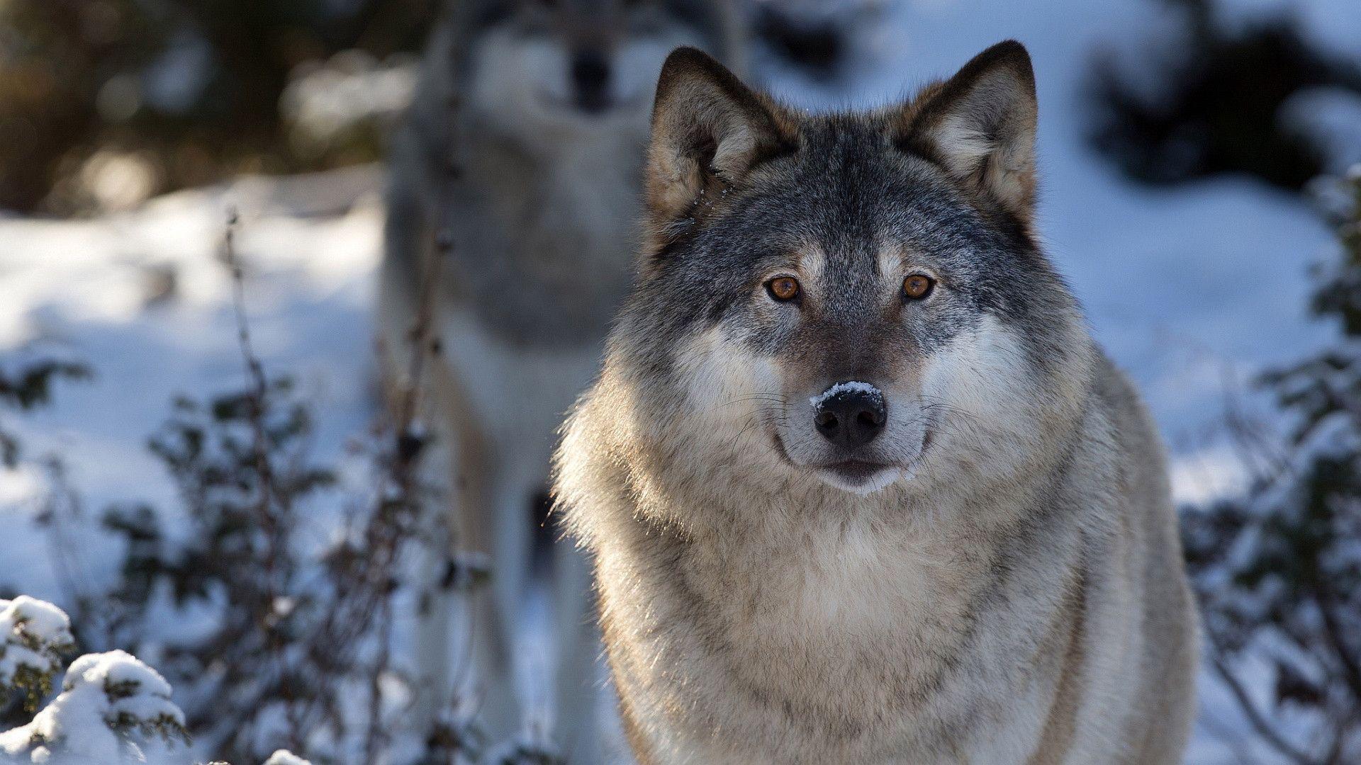 1920x1080 Wolf Wallpaper and Pretty Wolf