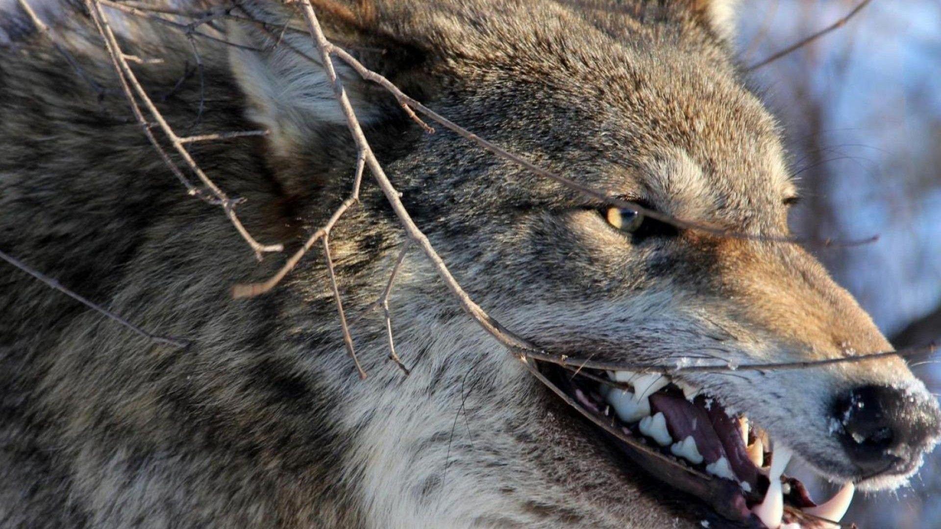 1920x1080 Angry Wolf Wallpaper 1920x1080 63679 .