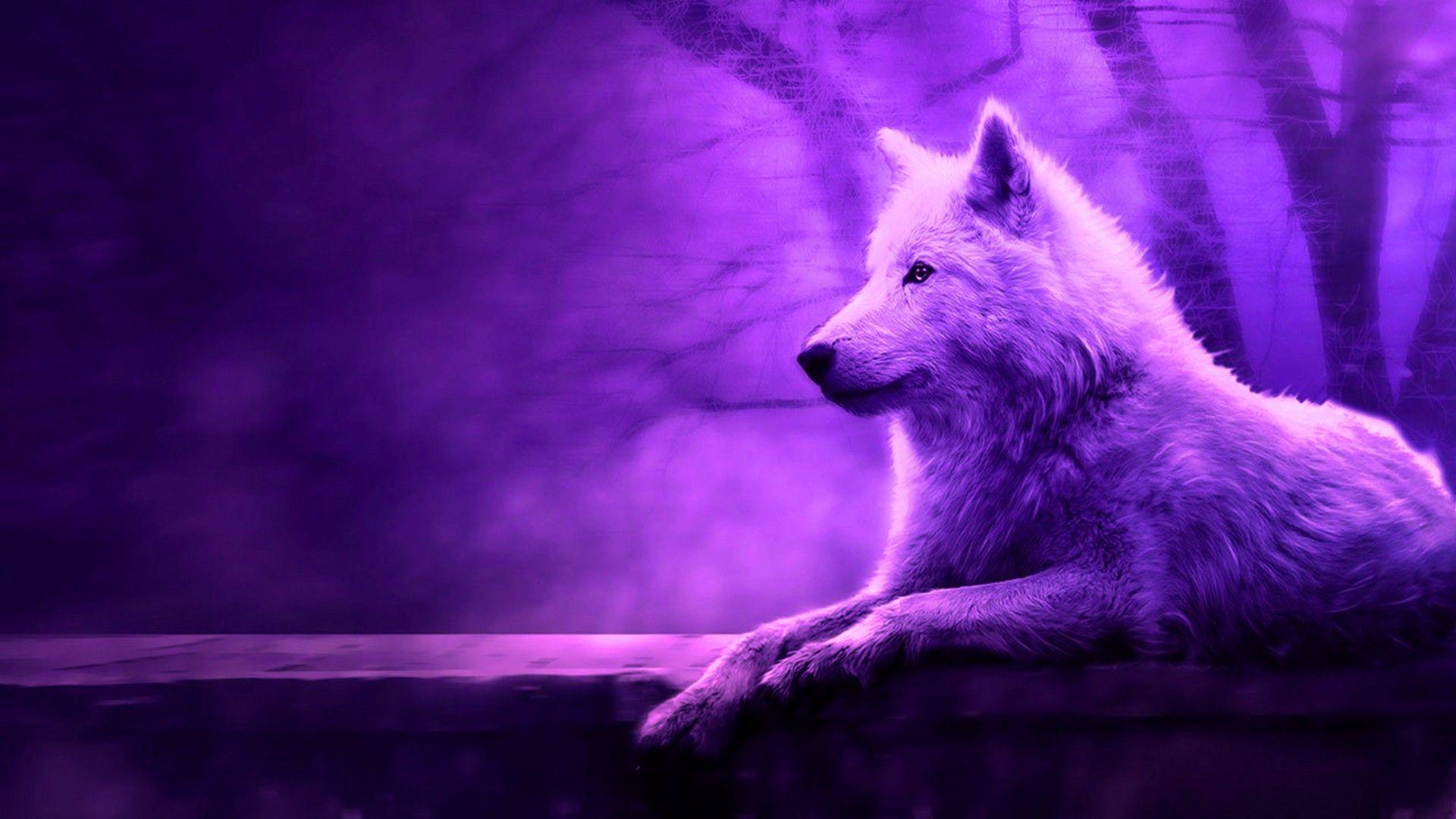 1920x1080 Cool Wolf HD Background Live .