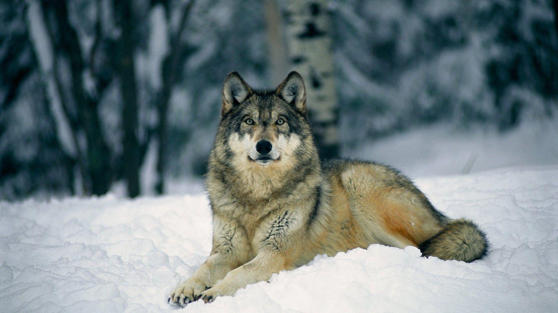 1920x1080 1080P Wolf