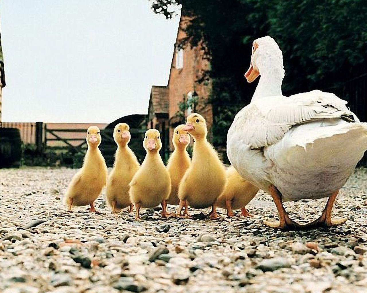 1280x1024 Farm HD Wallpaper 1920x1200 .