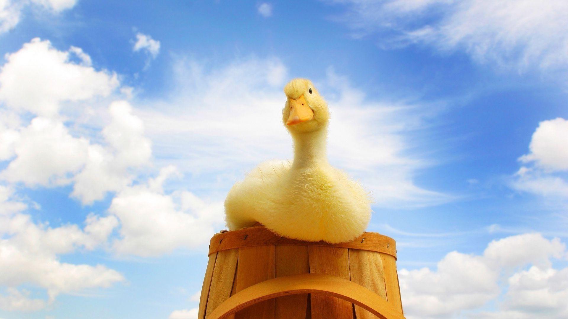 1920x1080 Duck Wallpaper for Computer .