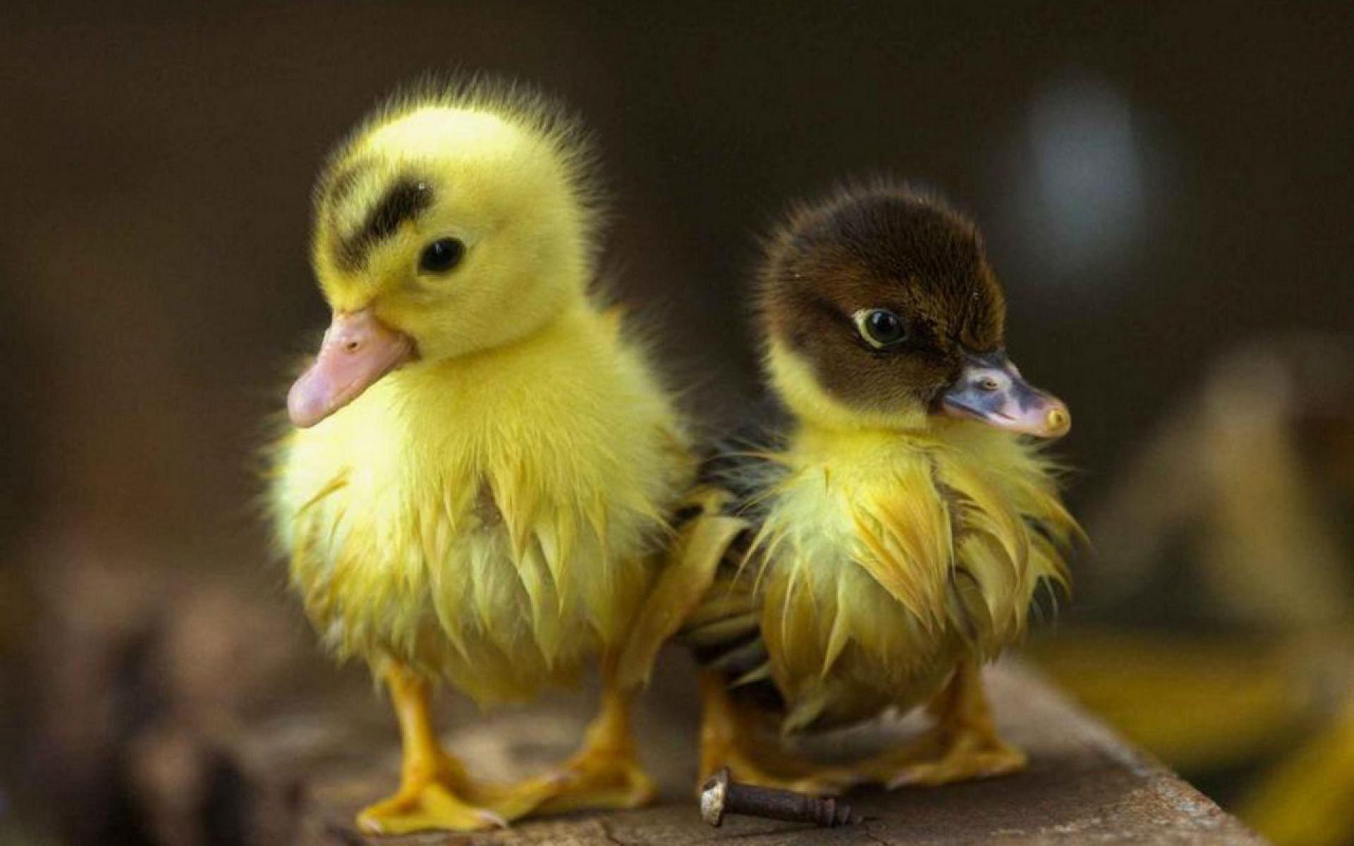 1920x1200 Baby Duck Wallpaper background .