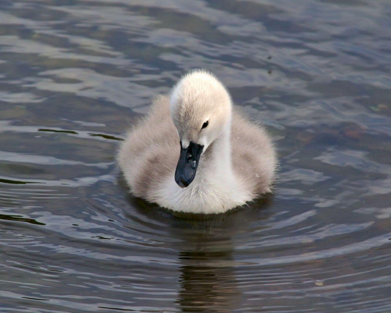 1280x1024 Download wallpaper 1280x1024 duck .