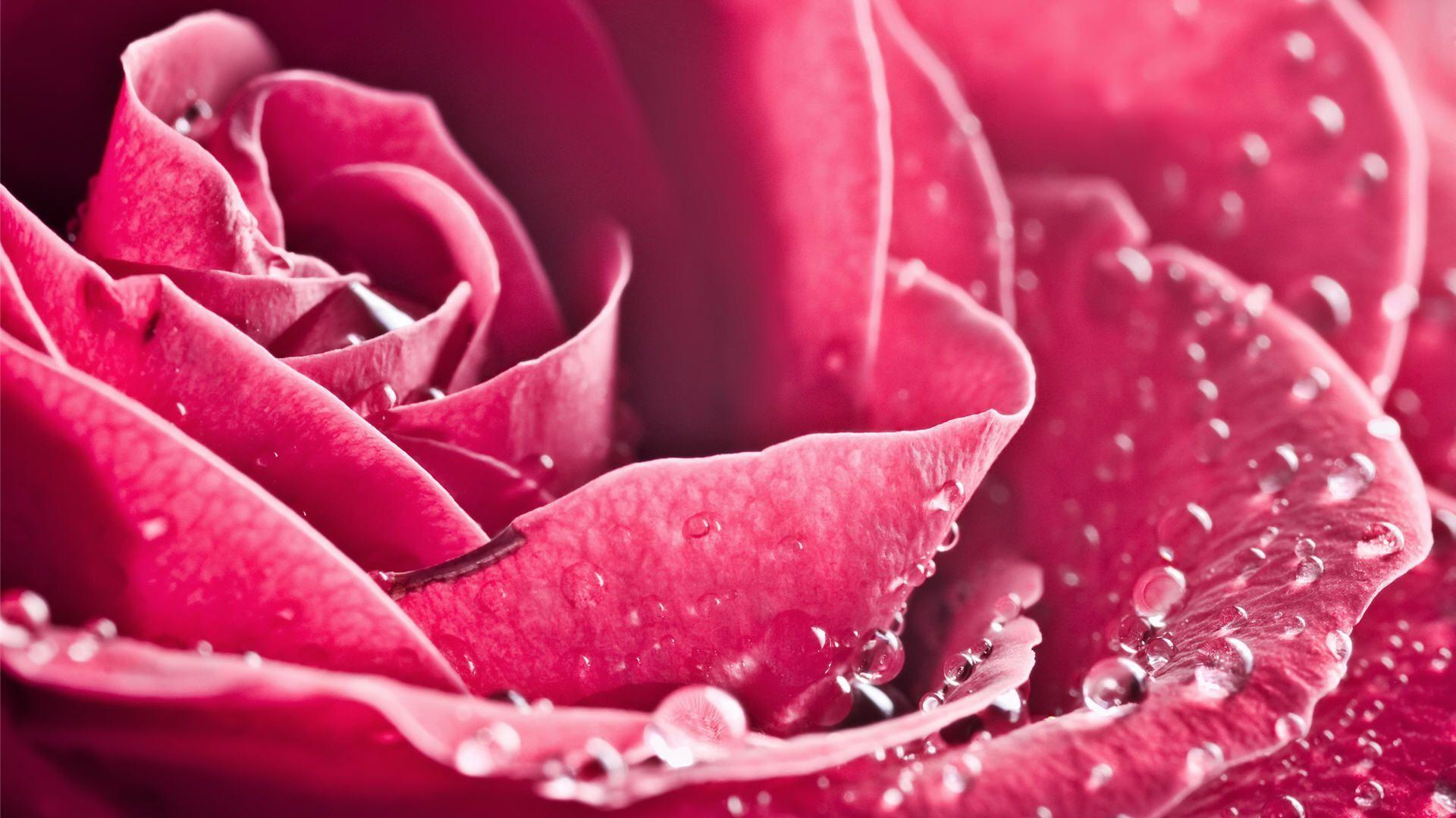 1920x1080 Hot Pink Flower Wallpaper Group Wallpaper