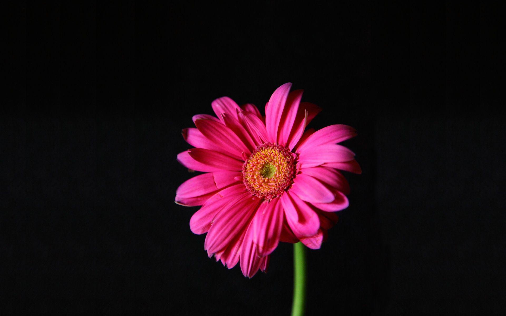 1920x1200 Bright Pink Flowers -