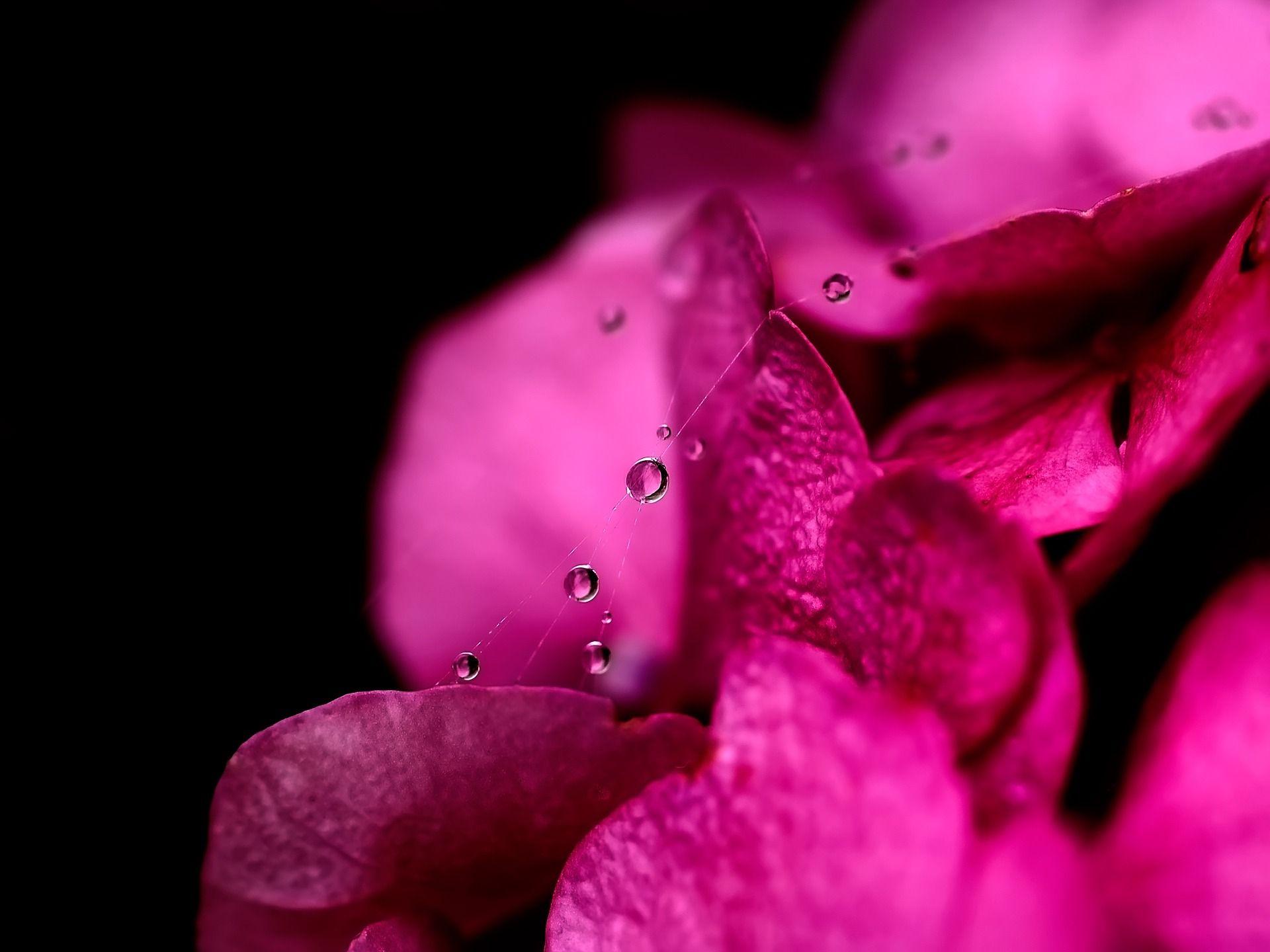 1920x1440 Flowers Beautiful Pink Cool Hot Flower .