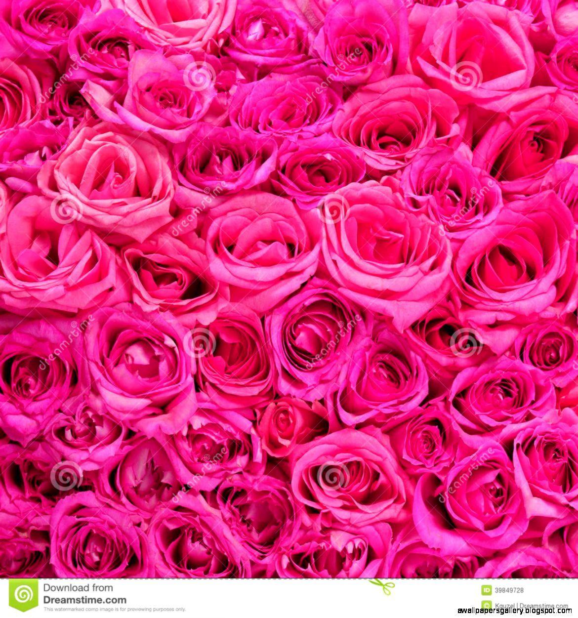 1170x1251 Hot Pink Flower Background. Wallpaper .awallpapergallery.
