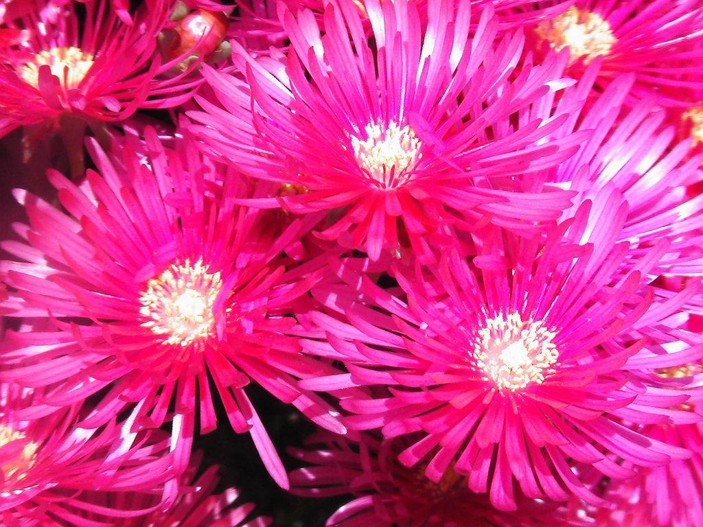 1024x768 Hot Pink Flower Wallpaperwallpaper.dog