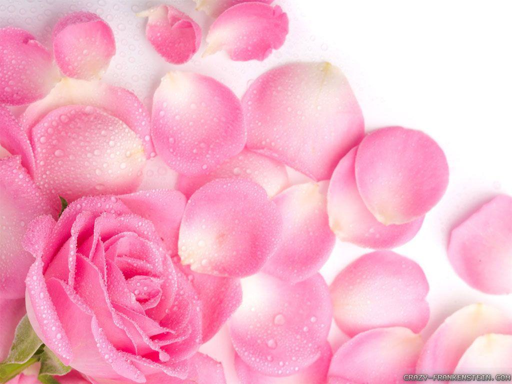 1024x768 Light Pink Roses Wallpaper Pale Pink .itl.cat
