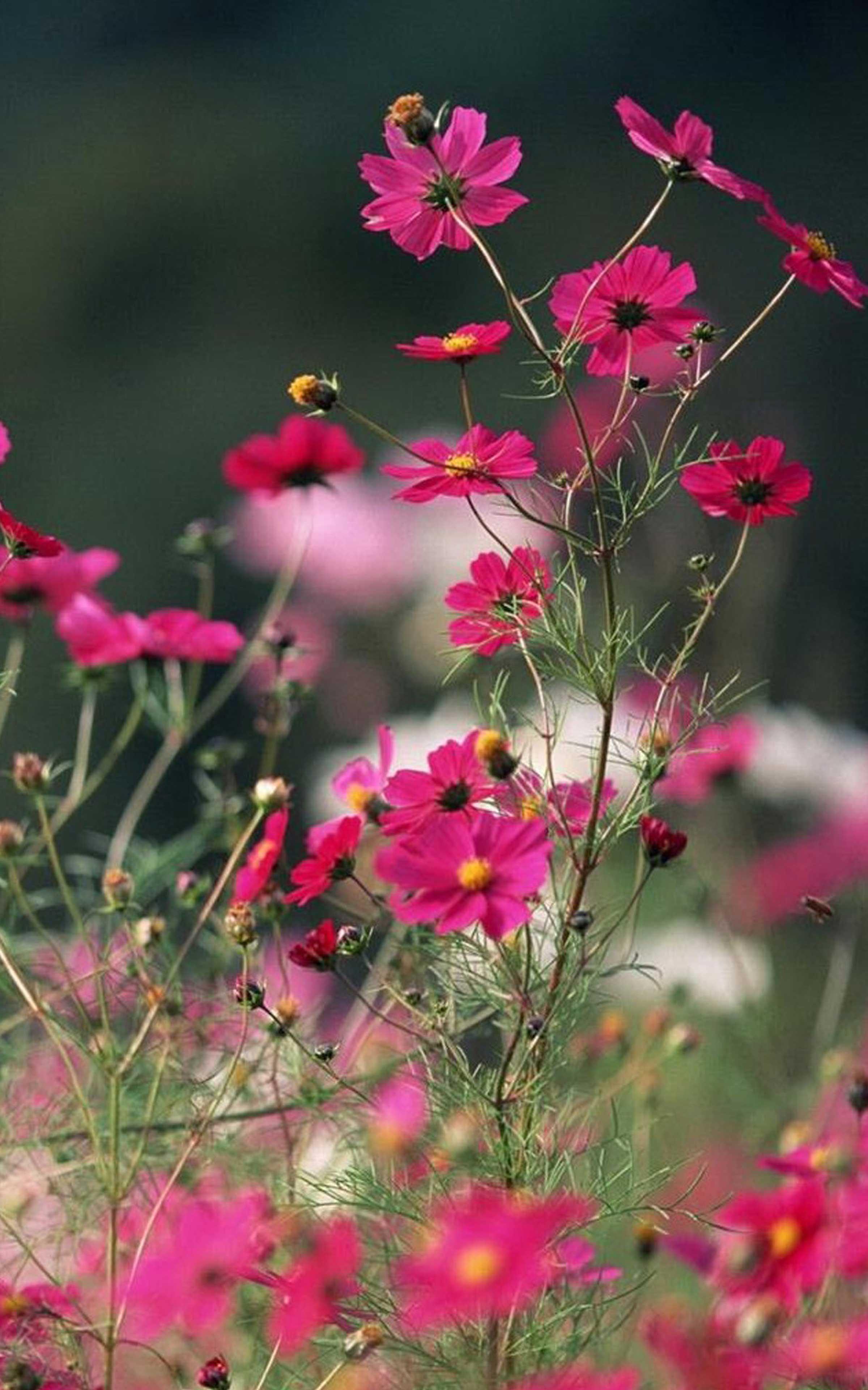 Cool Pink Flower Wallpapers Top Free Cool Pink Flower Backgrounds