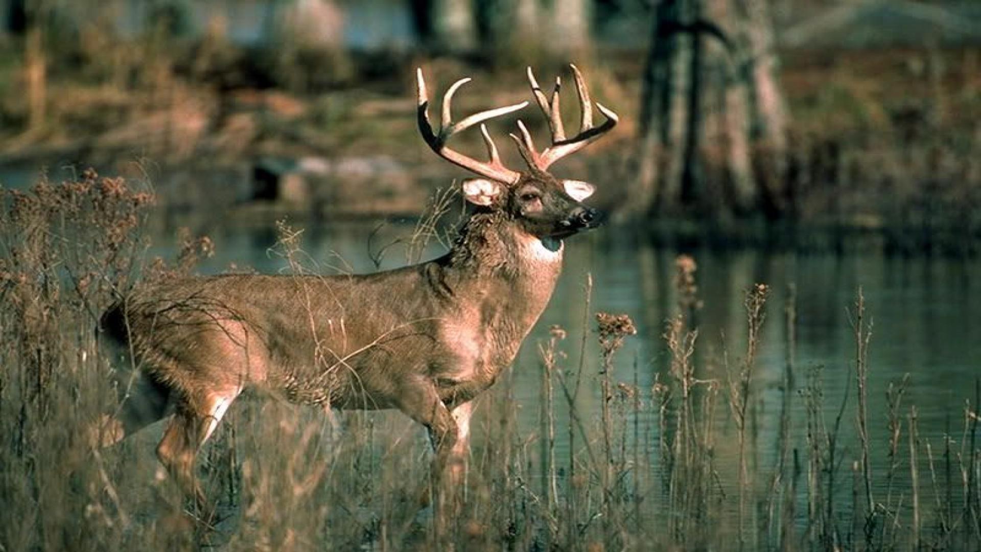 1920x1080 Whitetail Deer Wallpaper Deer Wallpaper HD HD Wallpaper