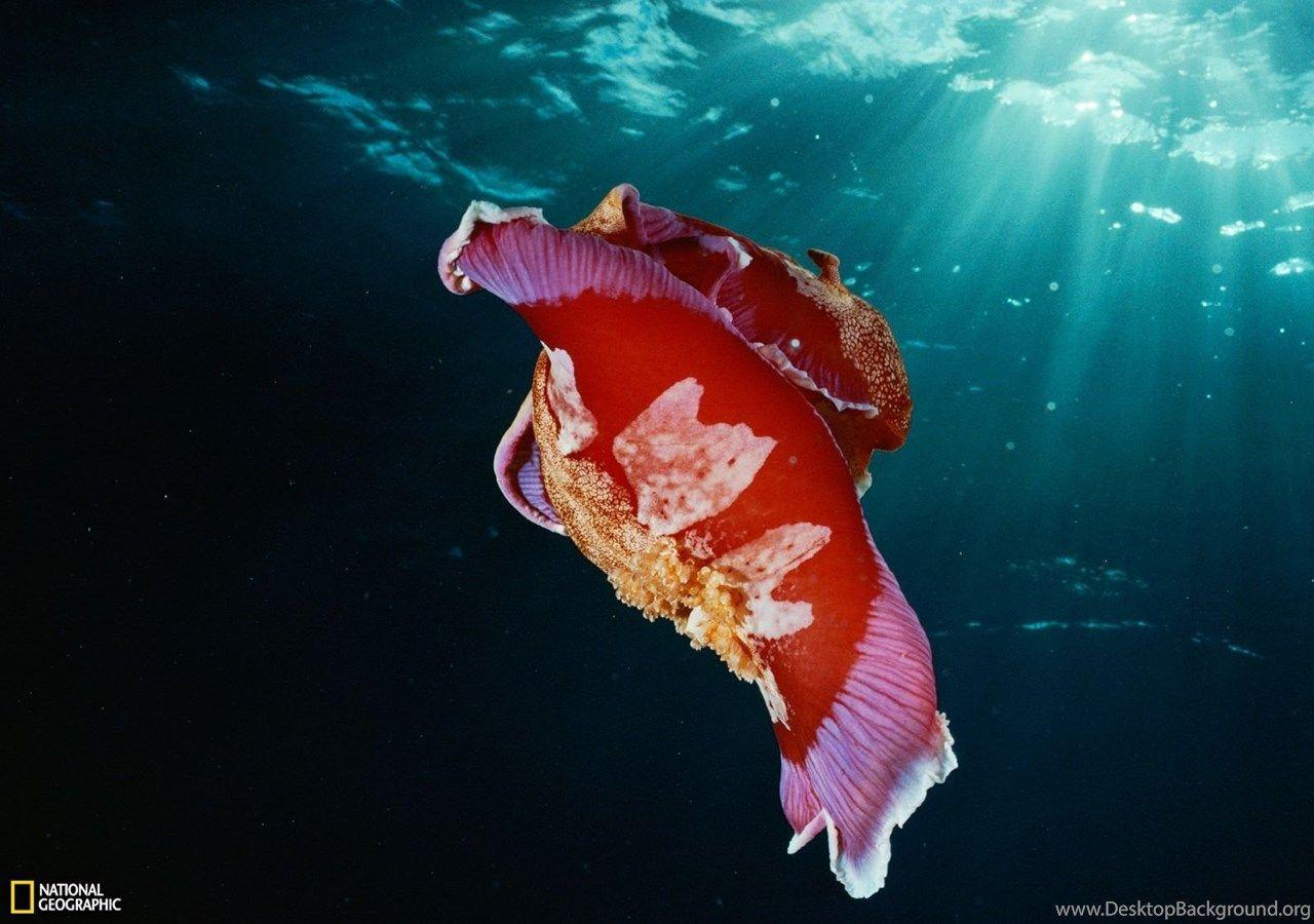 1280x900 Spanish Dancer Nudibranch Photo, Animal .