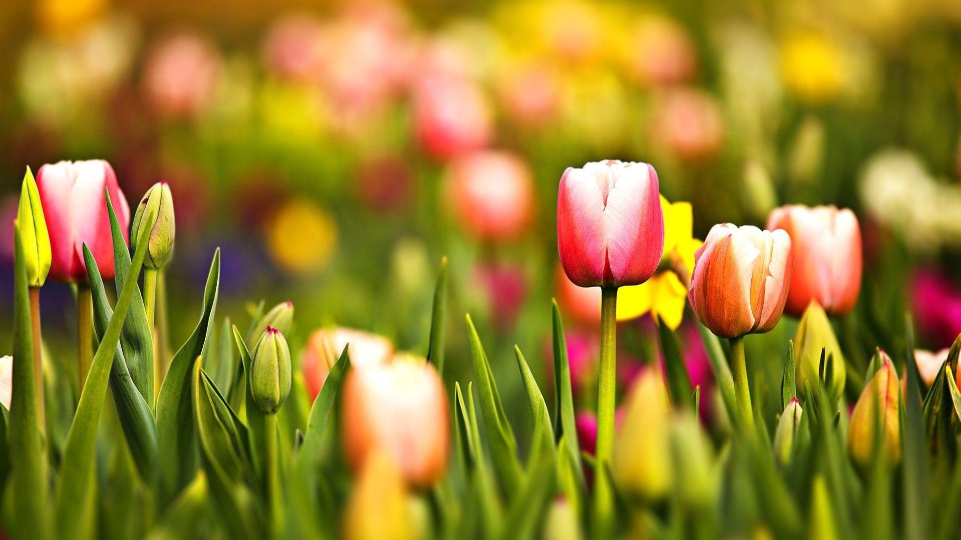 Spring Tulips Wallpapers Top Free Spring Tulips Backgrounds