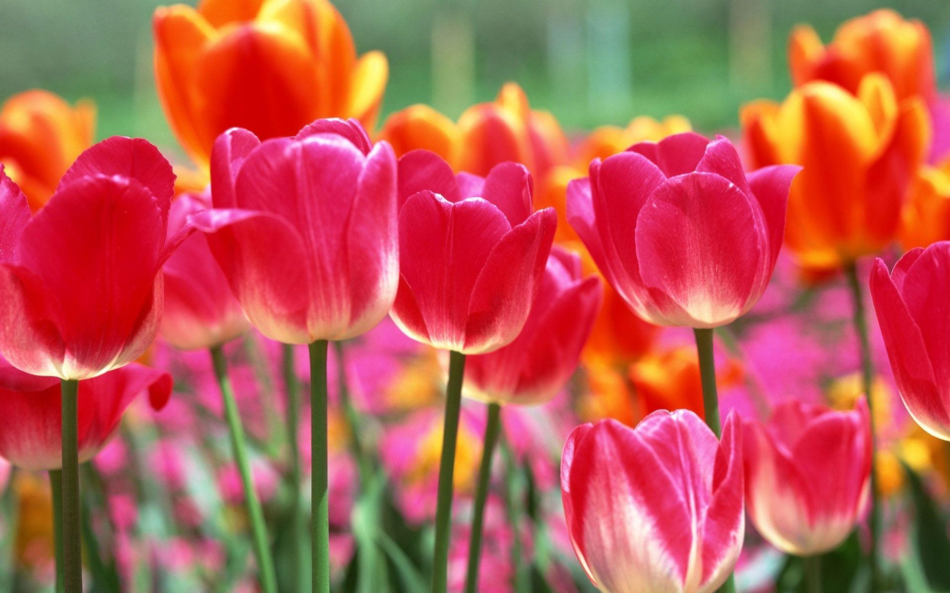 1920x1200 Spring Tulips