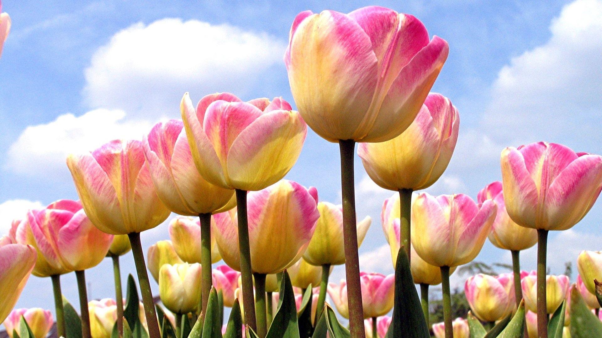 Spring Tulips Wallpapers - Top Free Spring Tulips Backgrounds