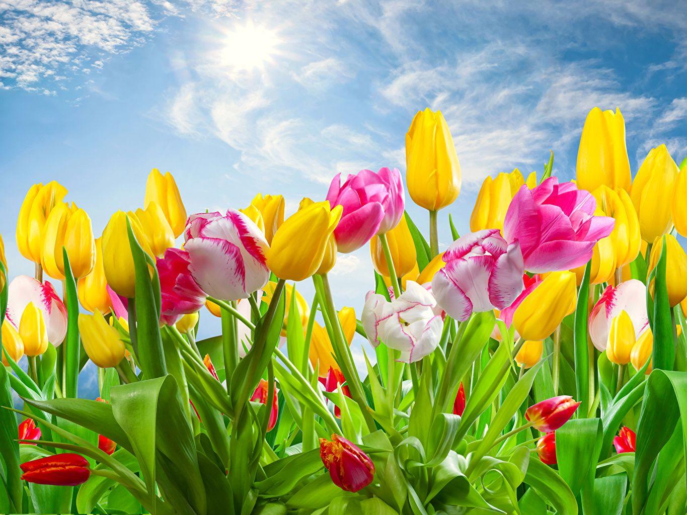 1365x1024 Wallpaper Desktop Background Tulip