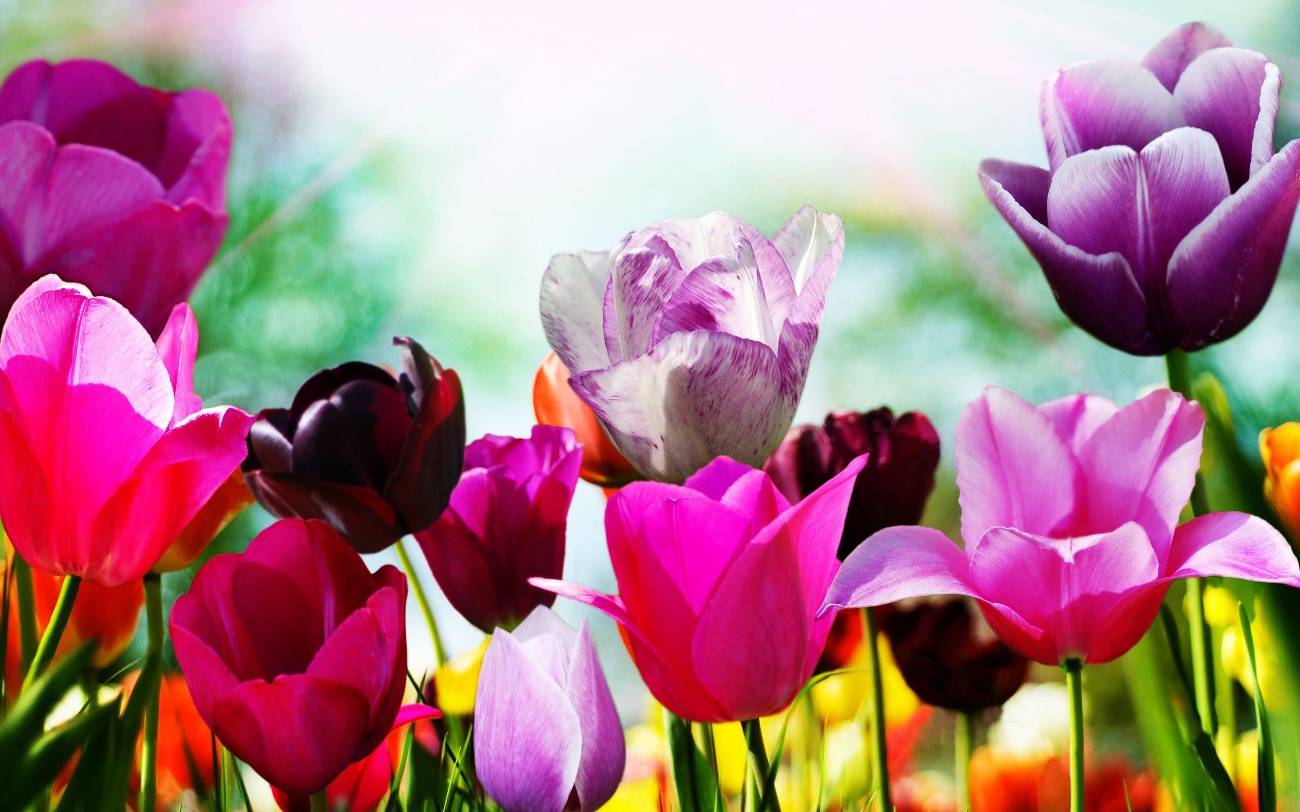2560x1600 spring wallpaper Tulips .