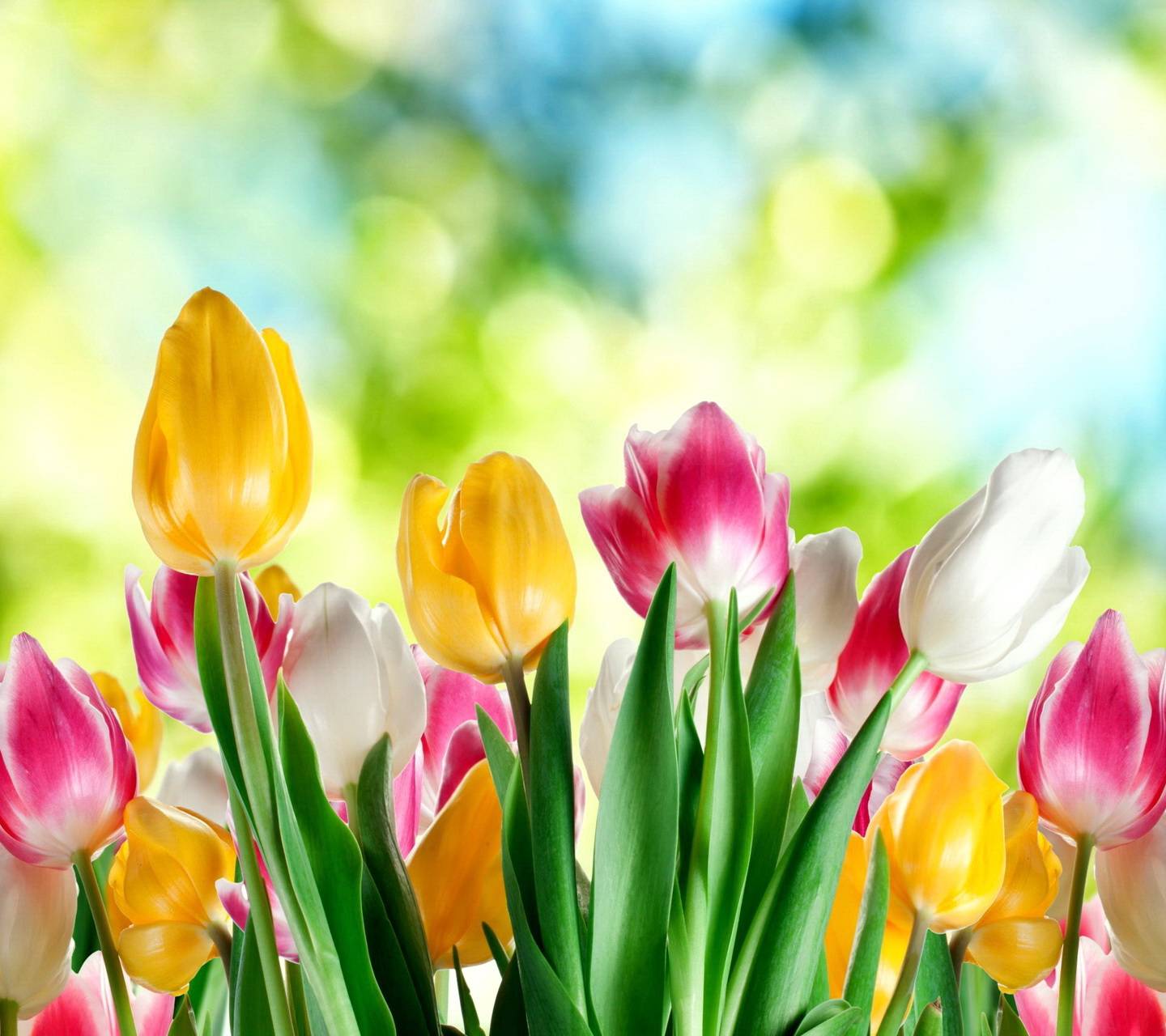 Spring Tulips Wallpapers - Top Free Spring Tulips Backgrounds ...