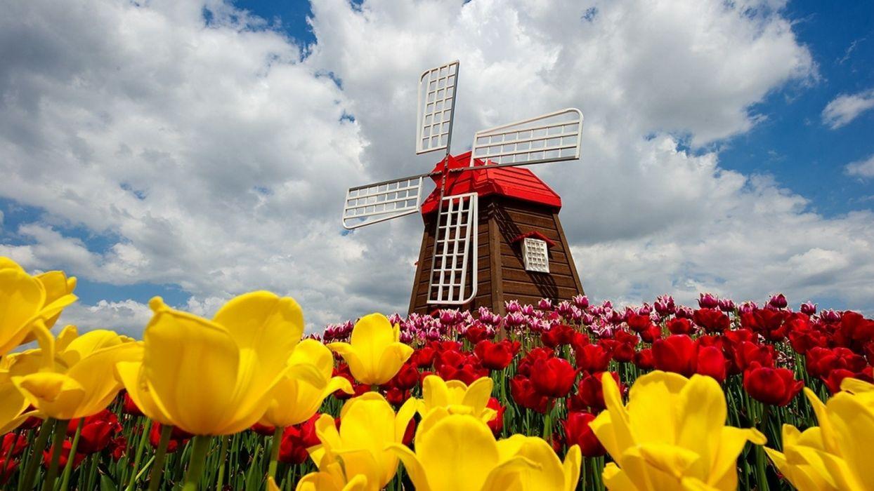 1244x700 Colorful Tulips Field Nature Windmill .