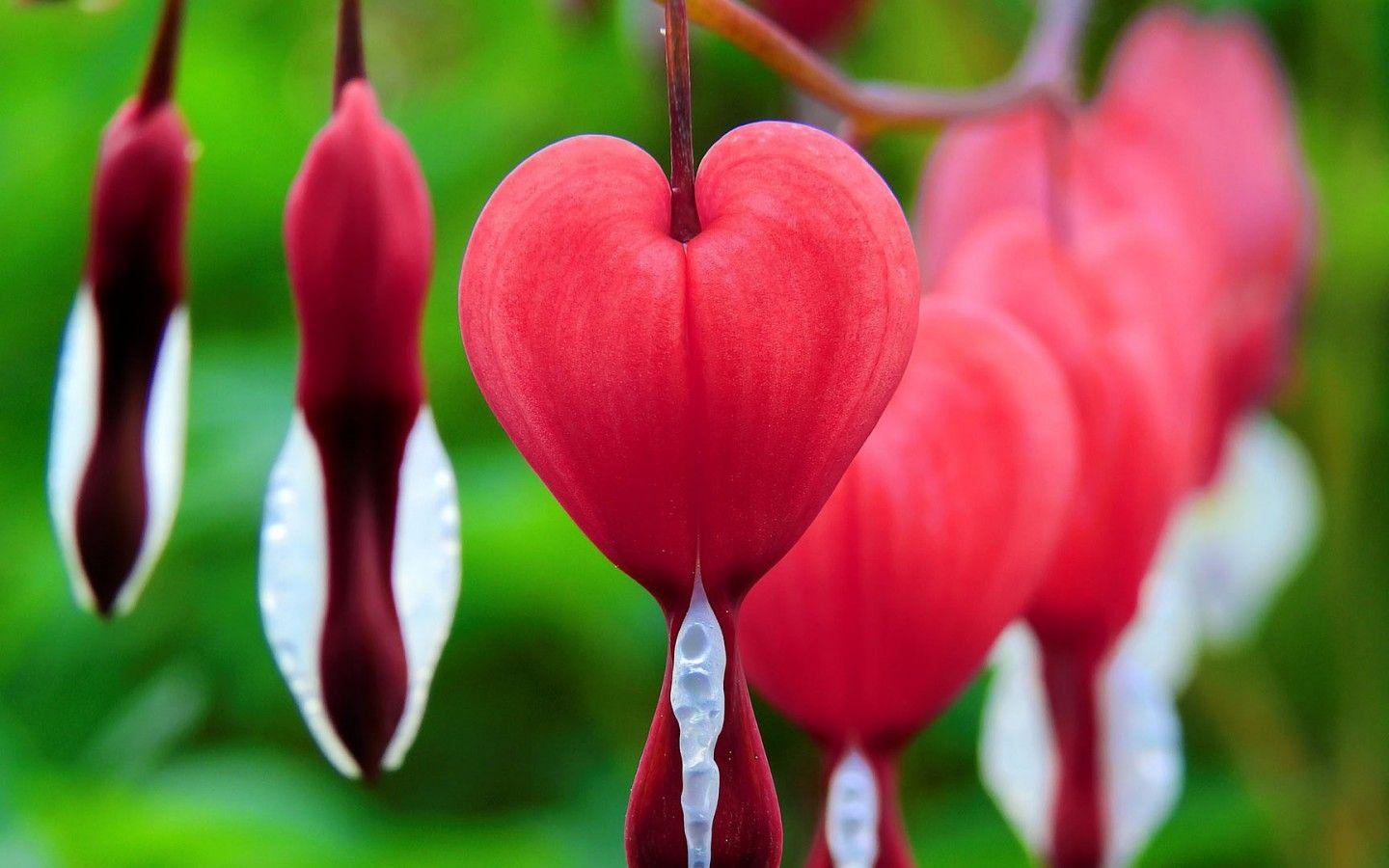 Bleeding Heart Wallpapers Top Free Bleeding Heart Backgrounds