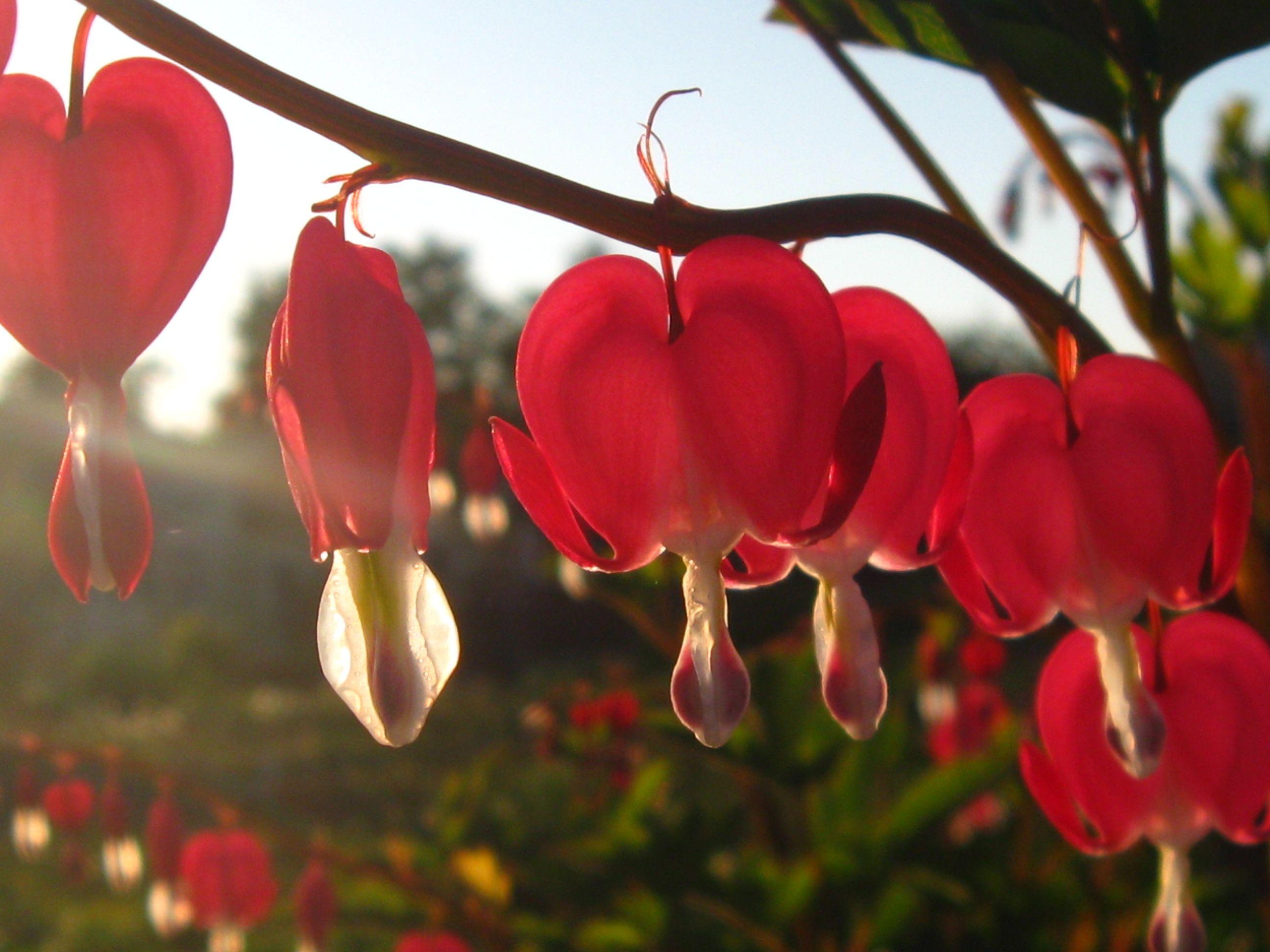 Bleeding Heart Flower Wallpaper Full Hd Best Flower Site