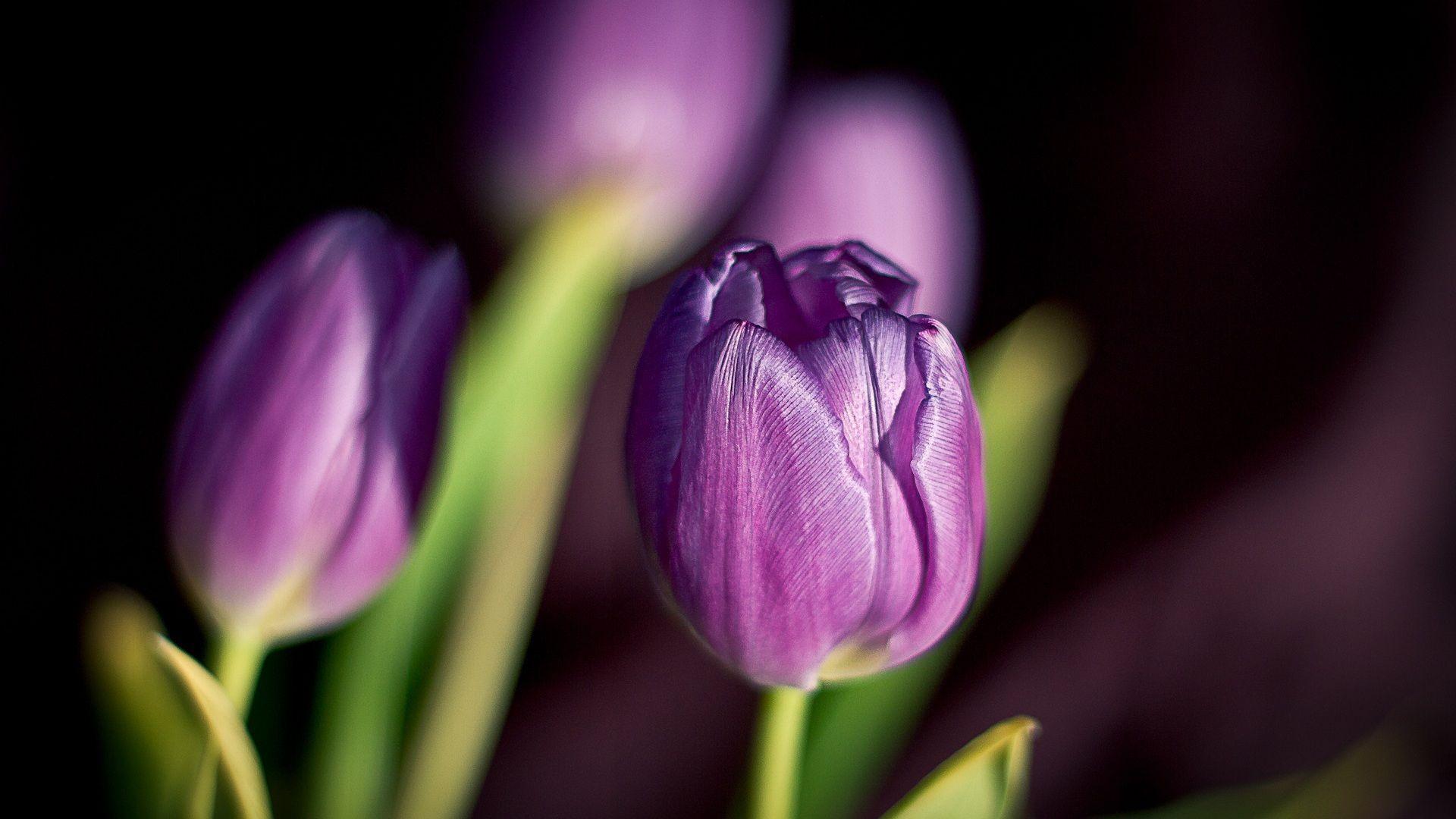 1920x1080 Spring Tulip Flowers -