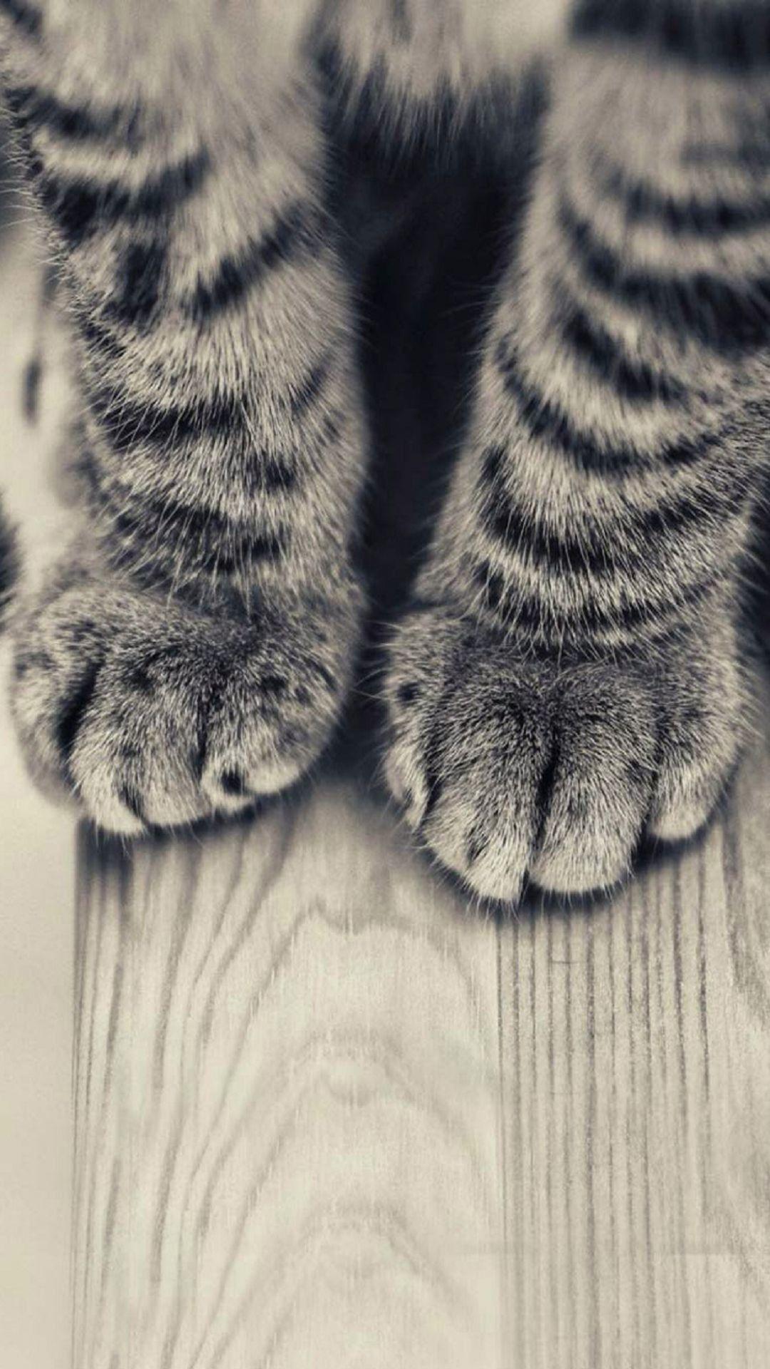 1080x1920 Striped Kitten Legs Wooden Floor iPhone .com