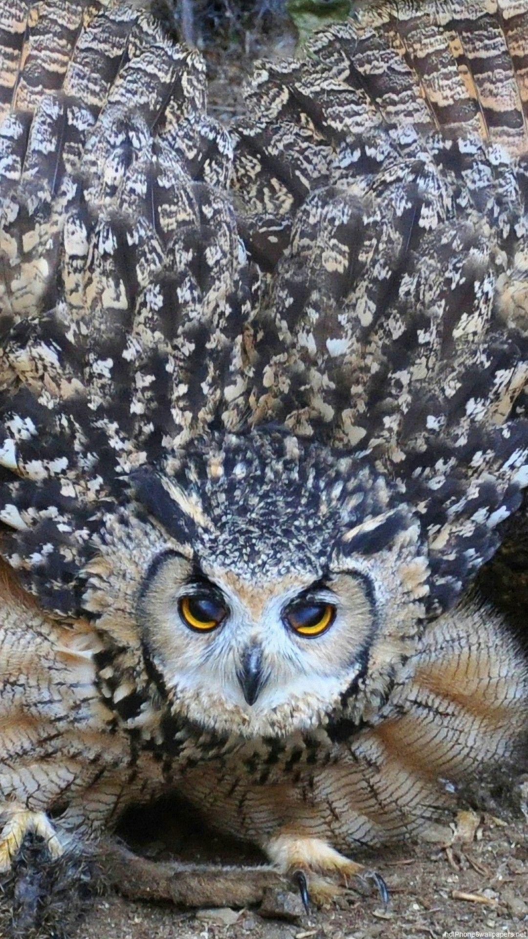 1080x1920 Owl iPhone 6 Wallpaper HD 6 .