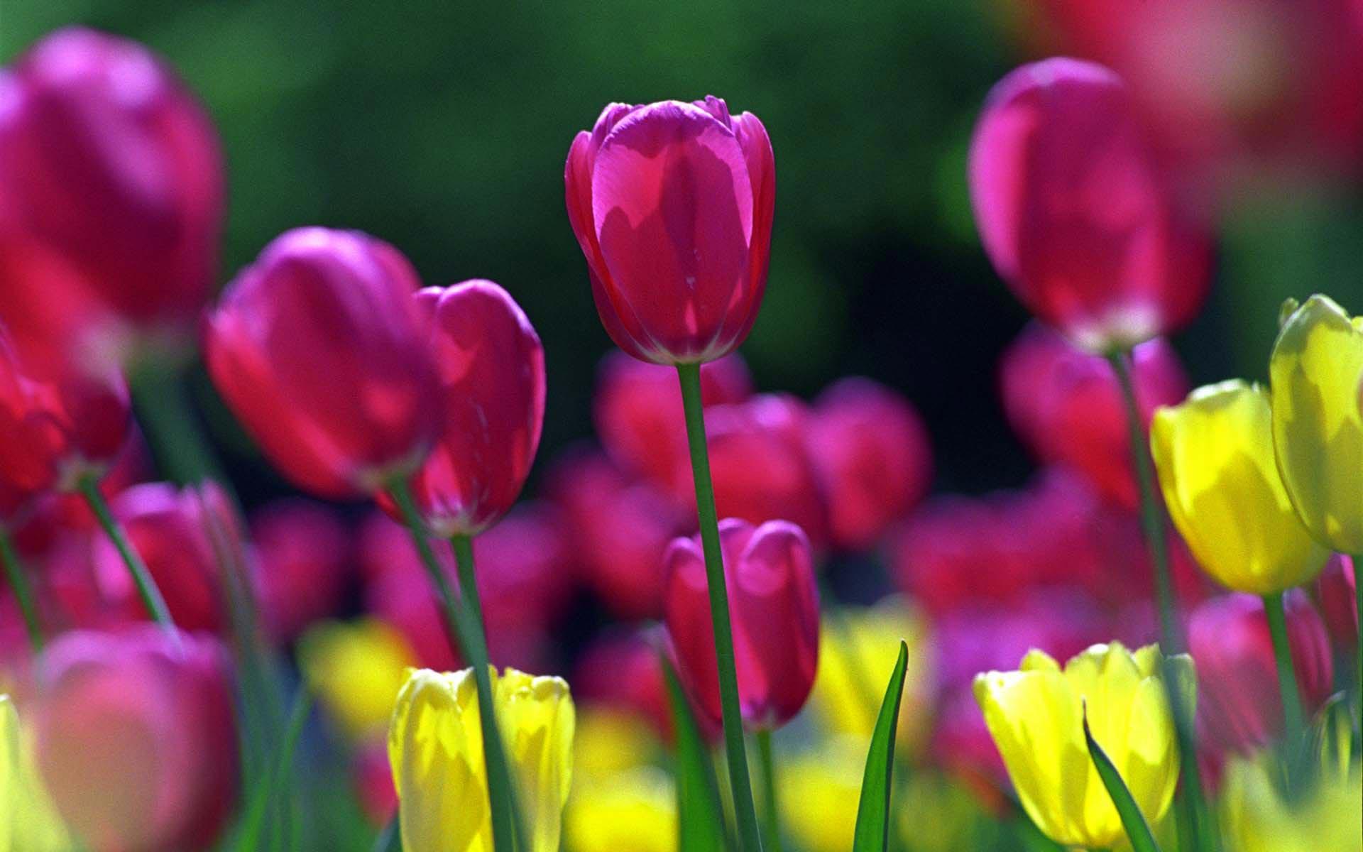 1920x1200 Spring Tulips Wallpaper. Wallpaper