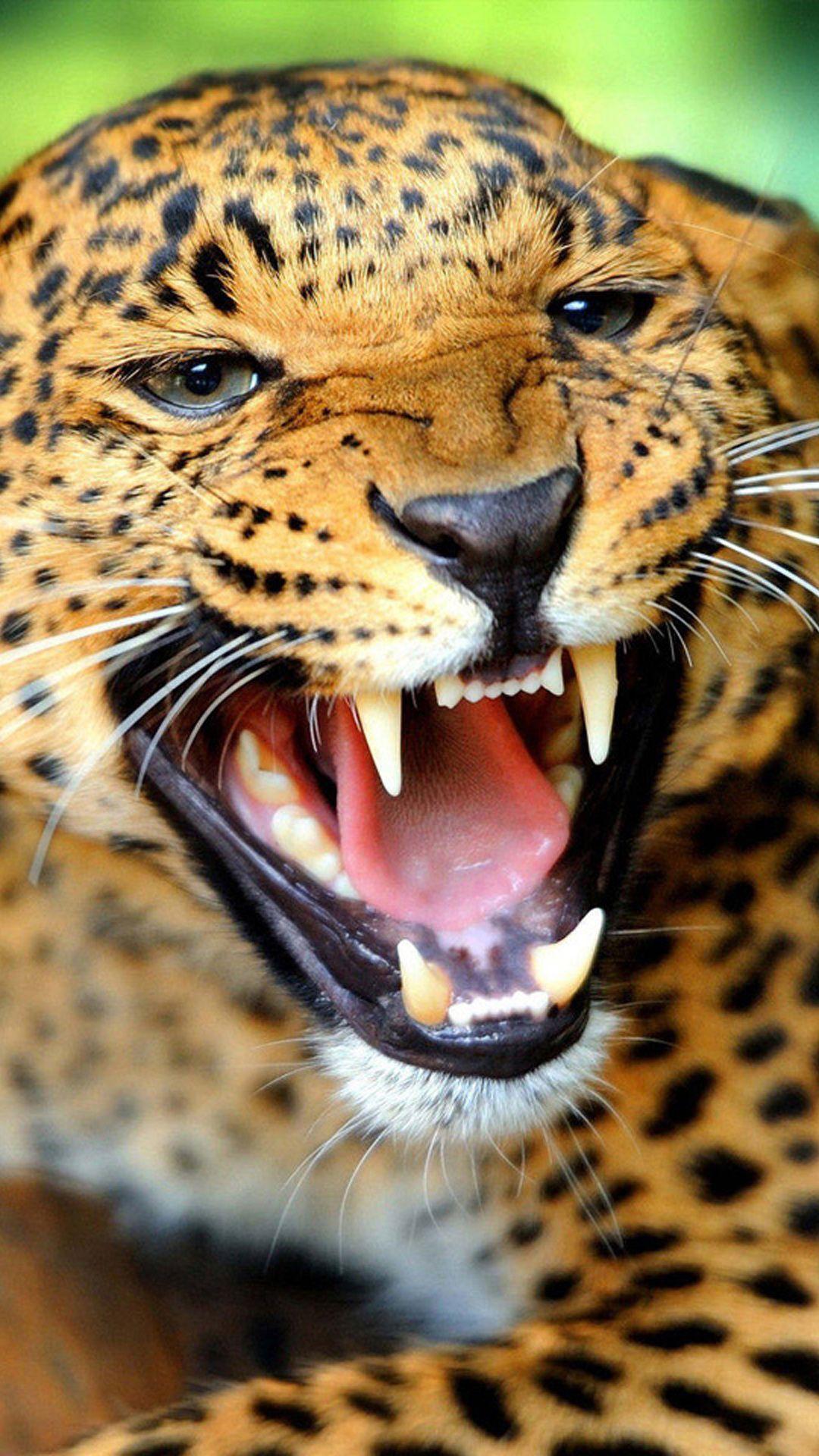 1080x1920 Crazy IPhone Wallpaper Group Wallpaper