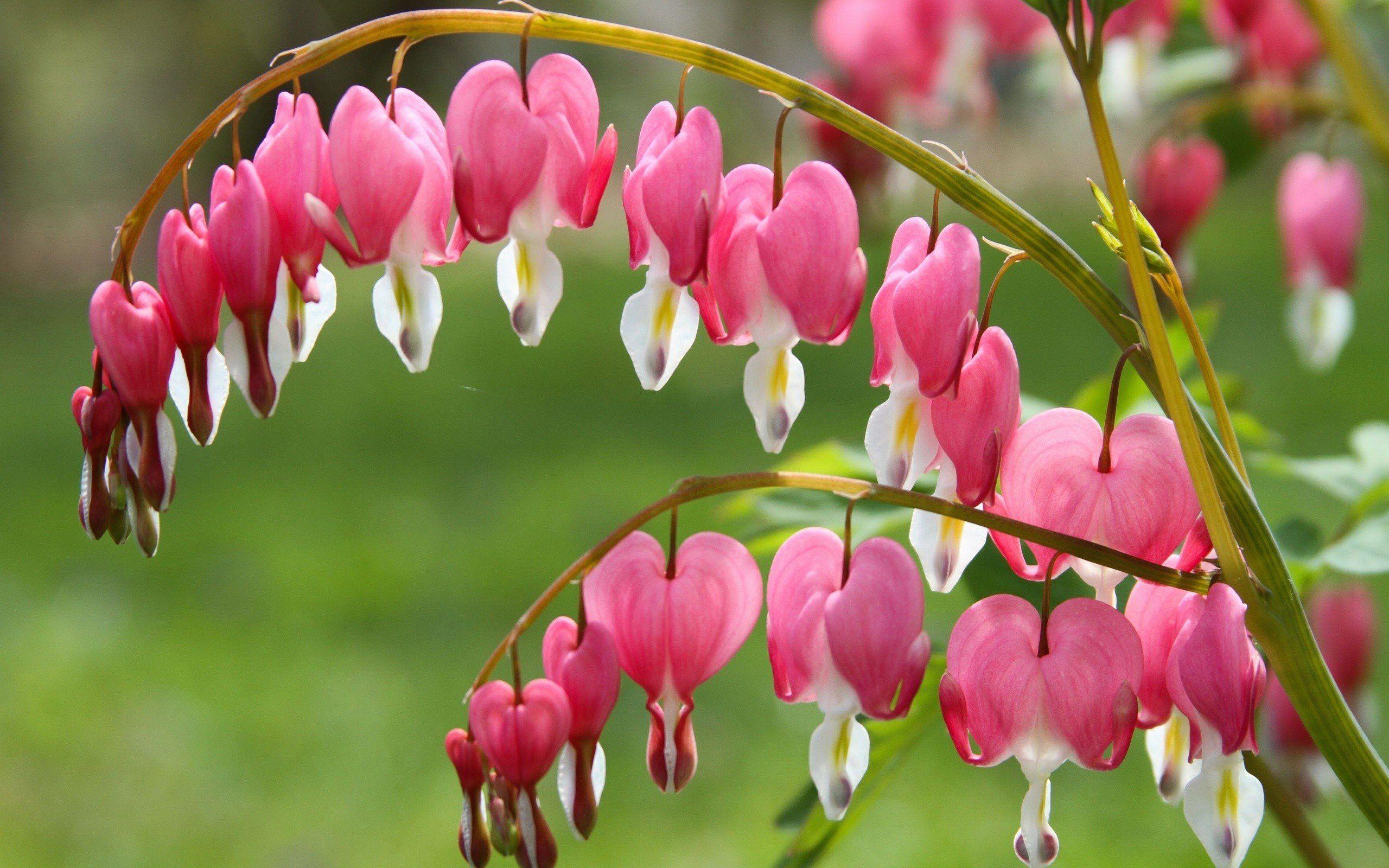 Bleeding Heart Wallpapers - Top Free Bleeding Heart Backgrounds ...