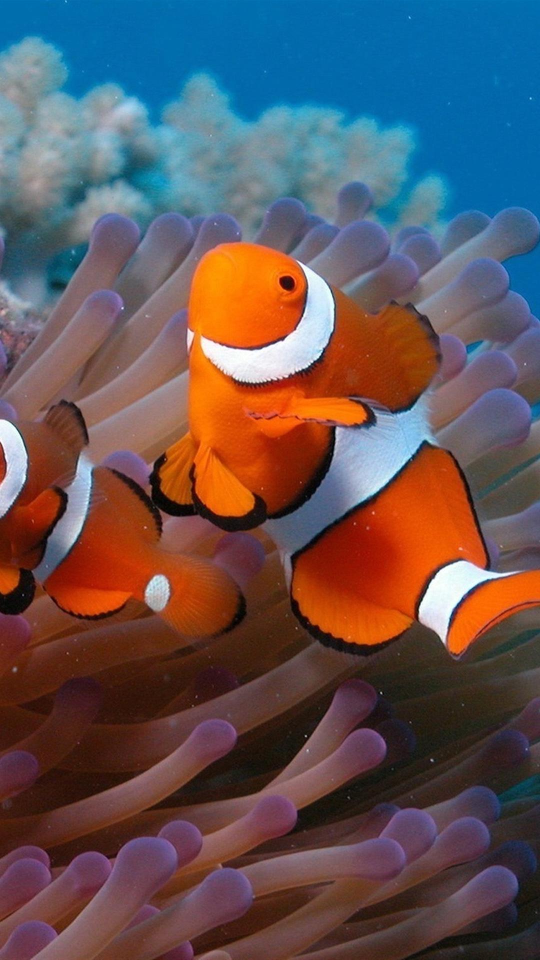 1080x1920 Two Fish Ocean Bottom iPhone 6 Plus .itl.cat