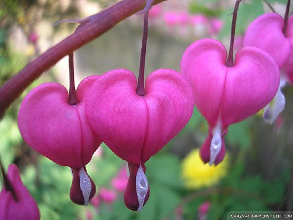 1024x768 Purple Pink Bleeding Heart Flower .itl.cat