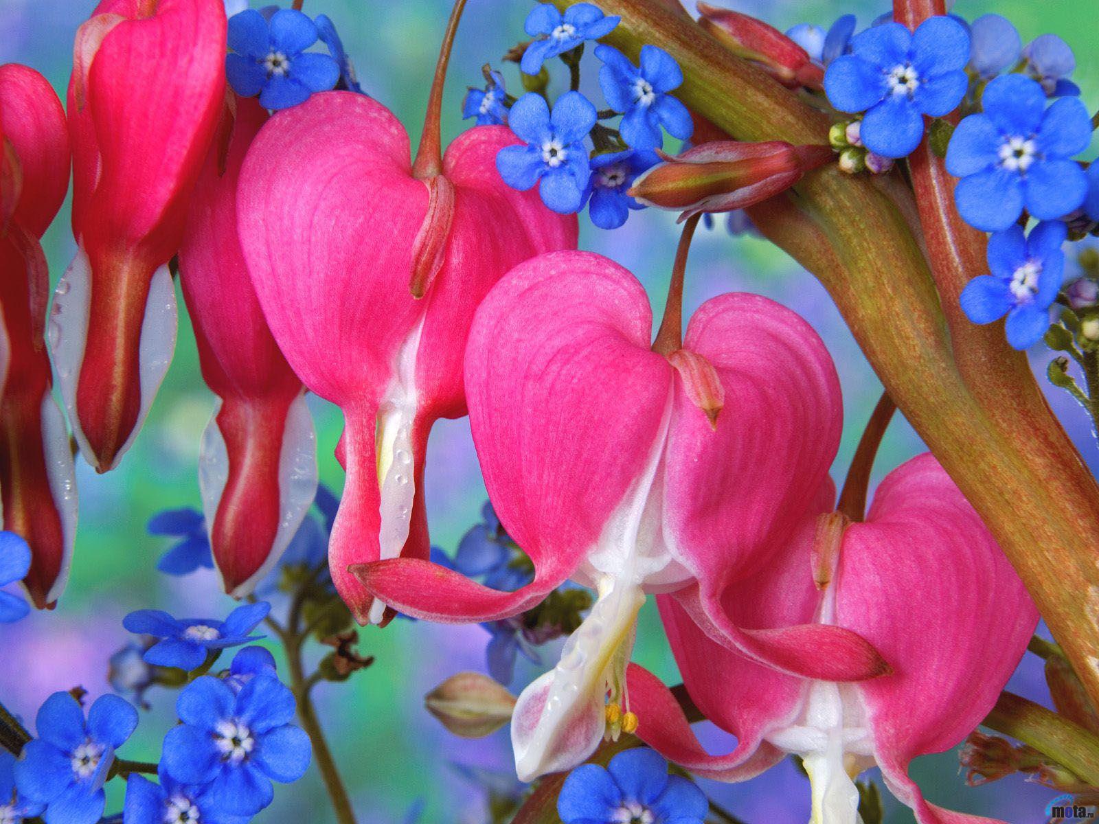 1600x1200 Image Flowers Bleeding