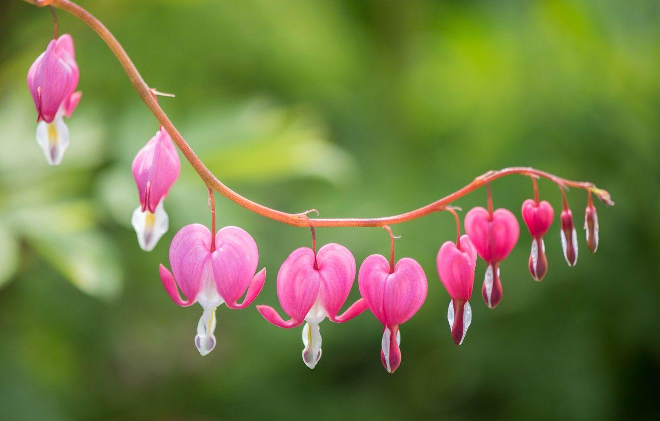 Bleeding Heart Wallpapers - Top Free Bleeding Heart Backgrounds ...