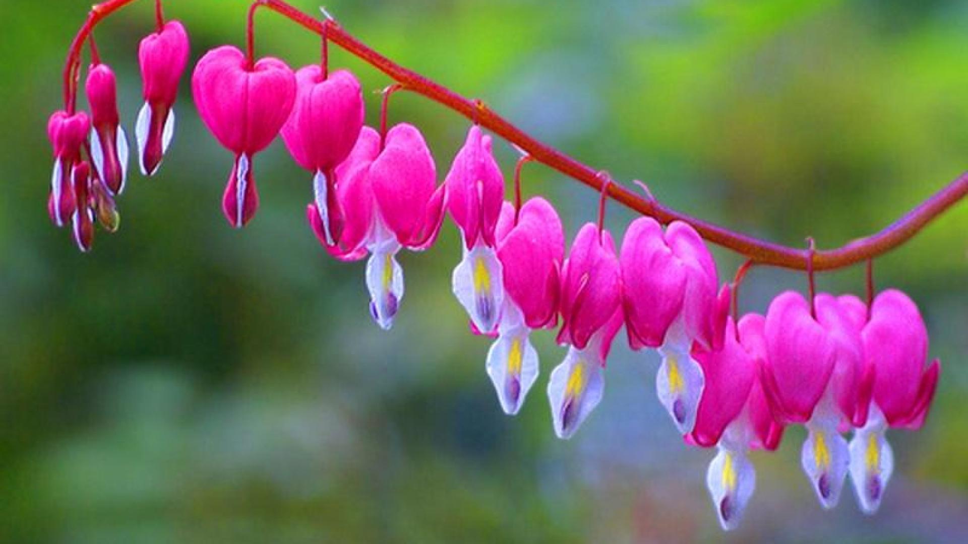 Bleeding Heart Wallpapers - Top Free Bleeding Heart Backgrounds 