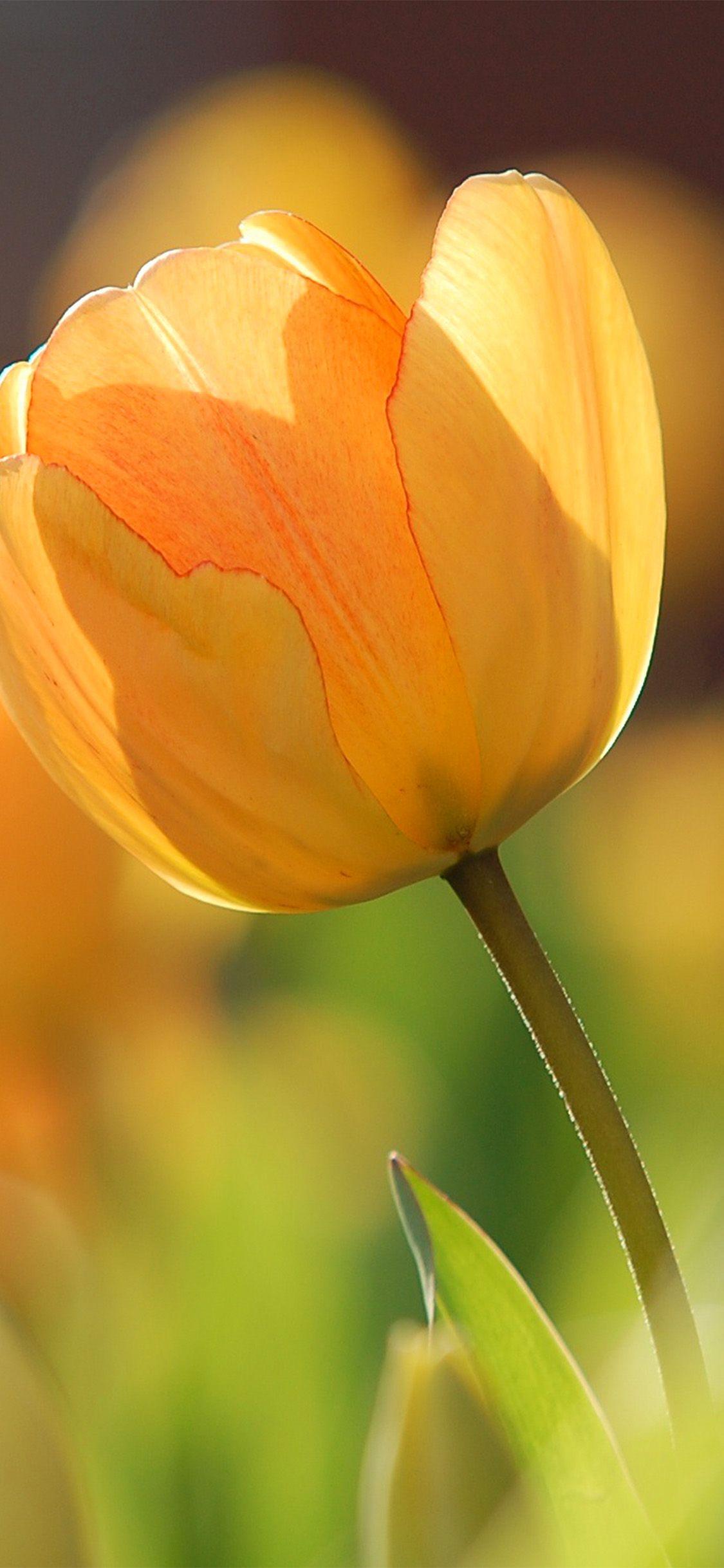 1125x2436 Flower Spring Tulip Orange Nature .