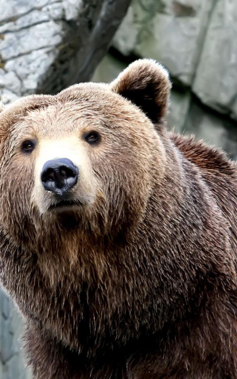 800x1280 Grizzly Bear HD Animals Bear iPhone 6 .
