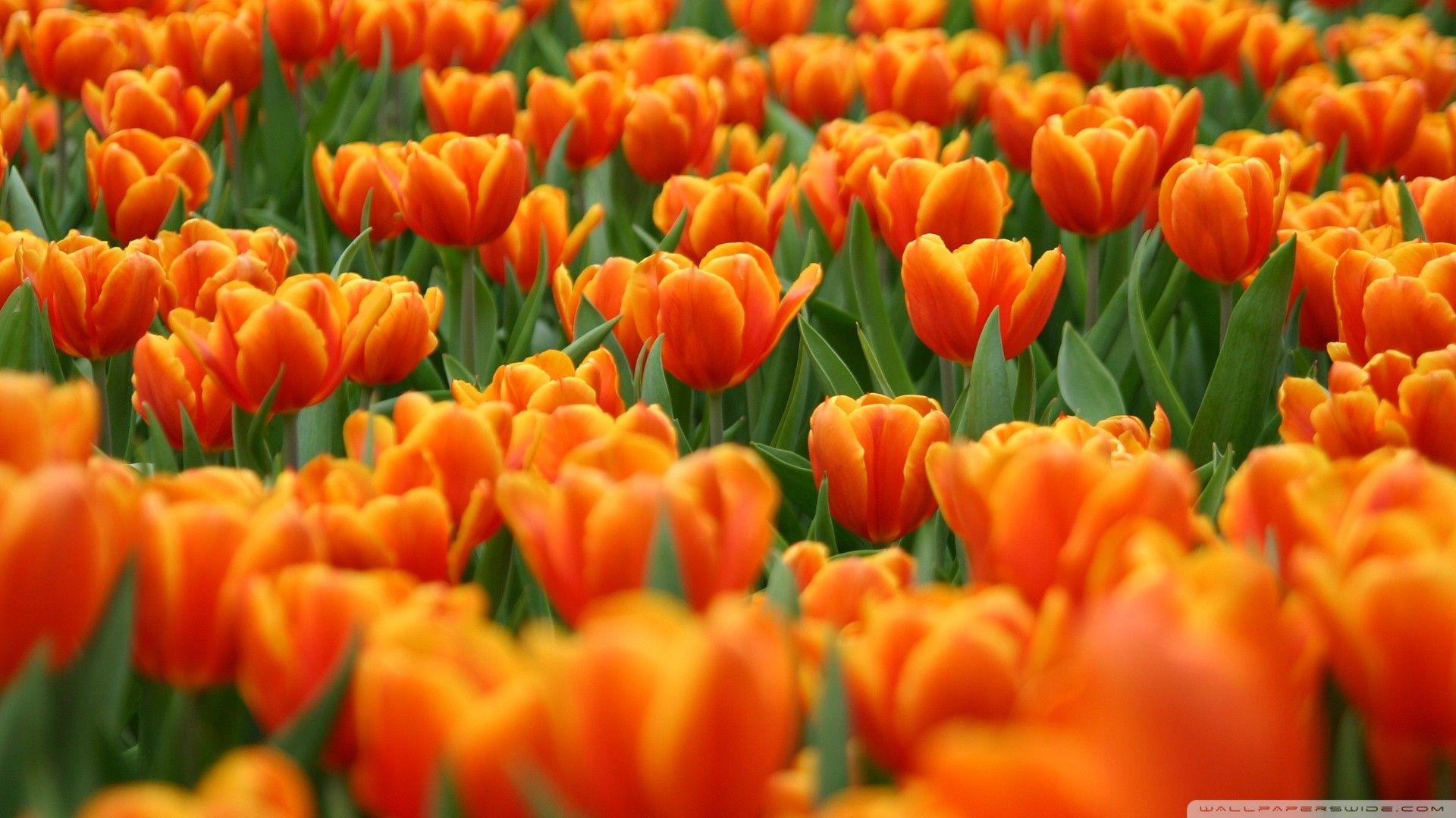 1920x1080 Orange Tulips Spring Flowers Wallpaper .