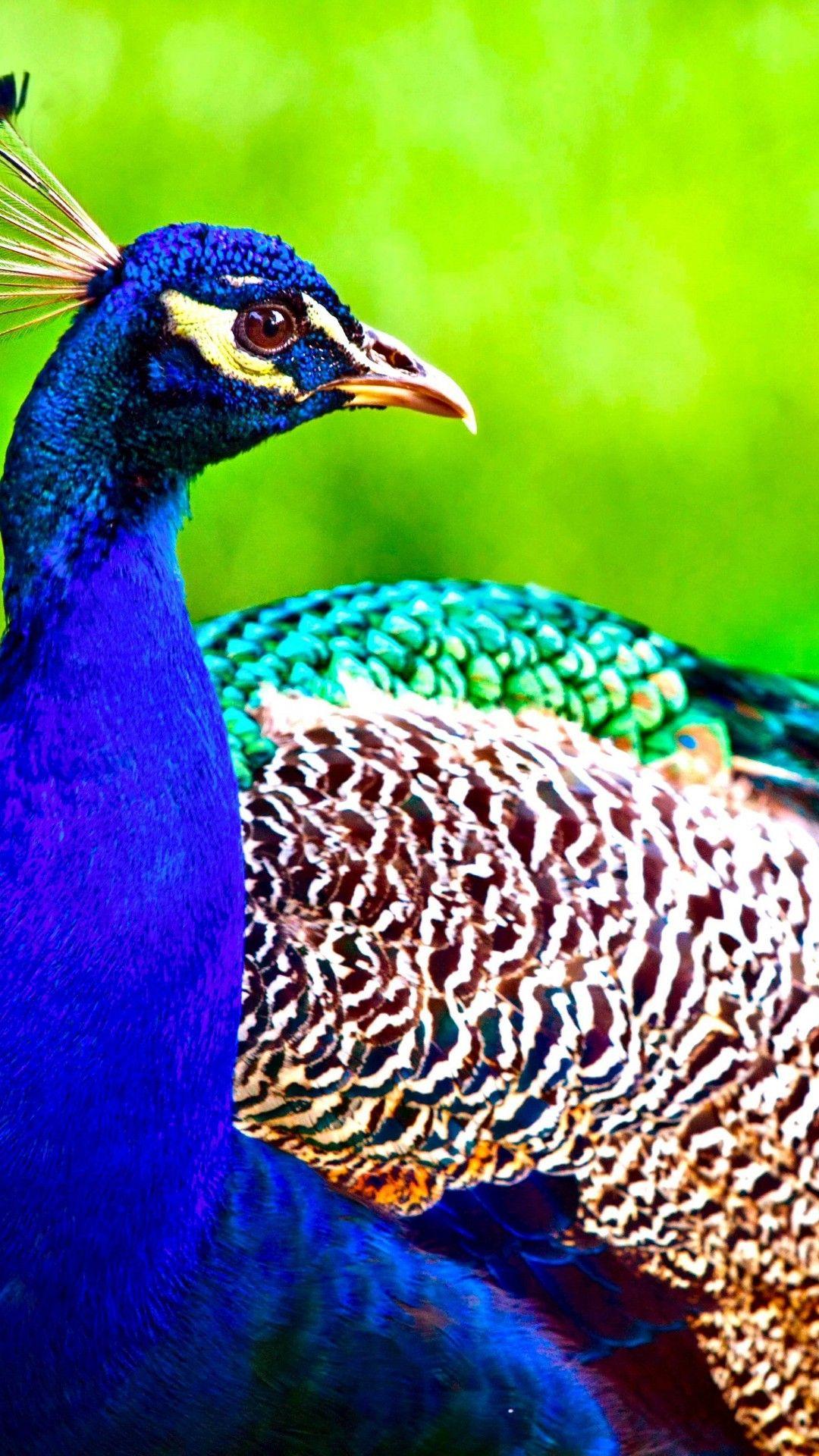 1080x1920 Colorful Peacock Animal Wallpaper 626 .