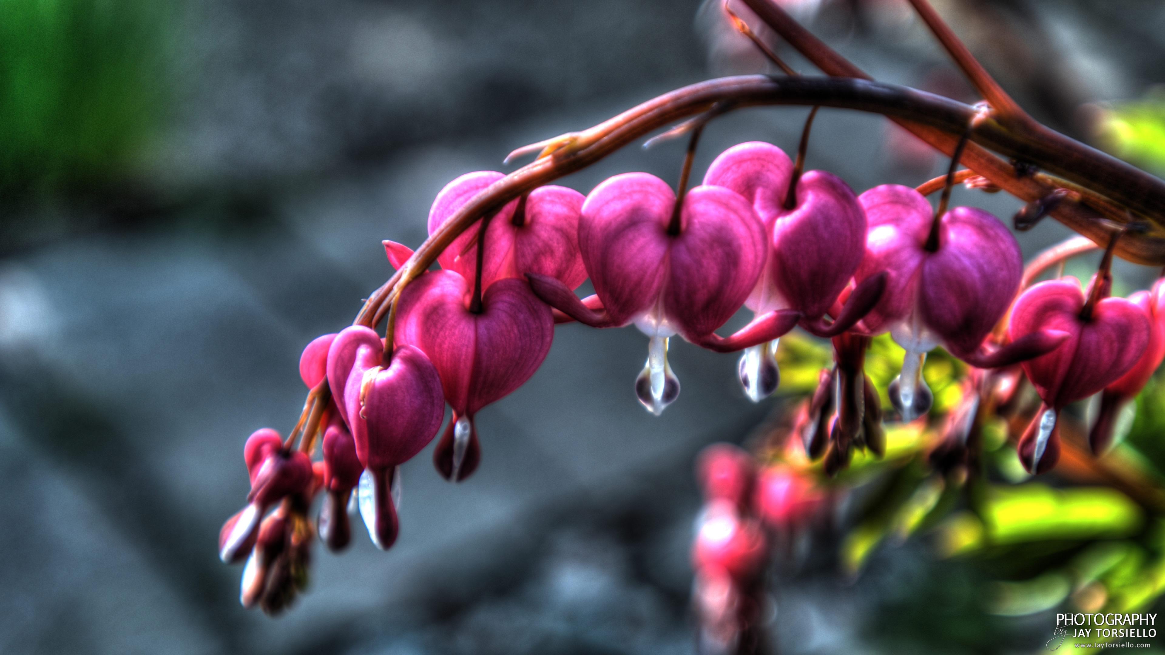 Bleeding Heart Wallpapers - Top Free Bleeding Heart Backgrounds