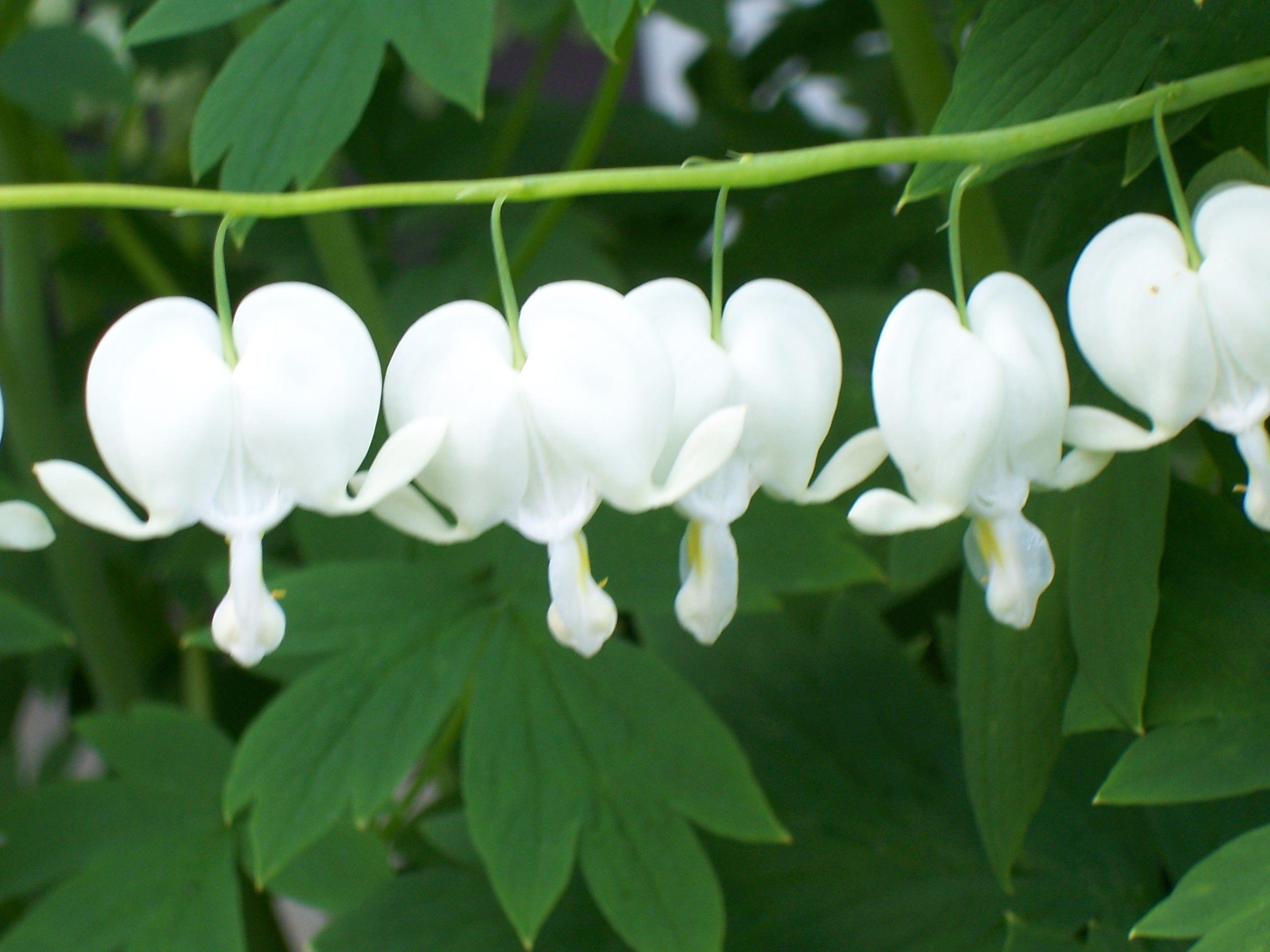 2560x1920 Legends 101: Bleeding Heart Flower .hollowtreetales.