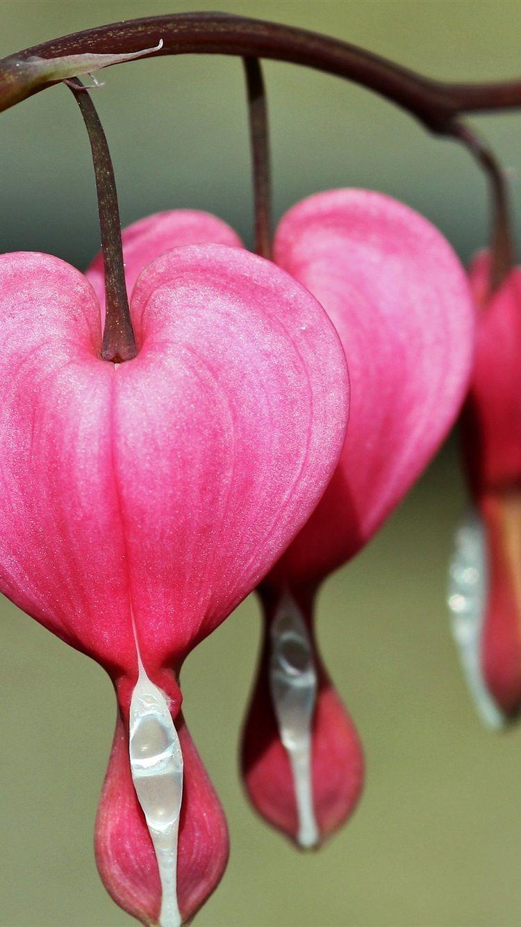 750x1334 Bleeding Heart Flowers, Pink, Macro .best