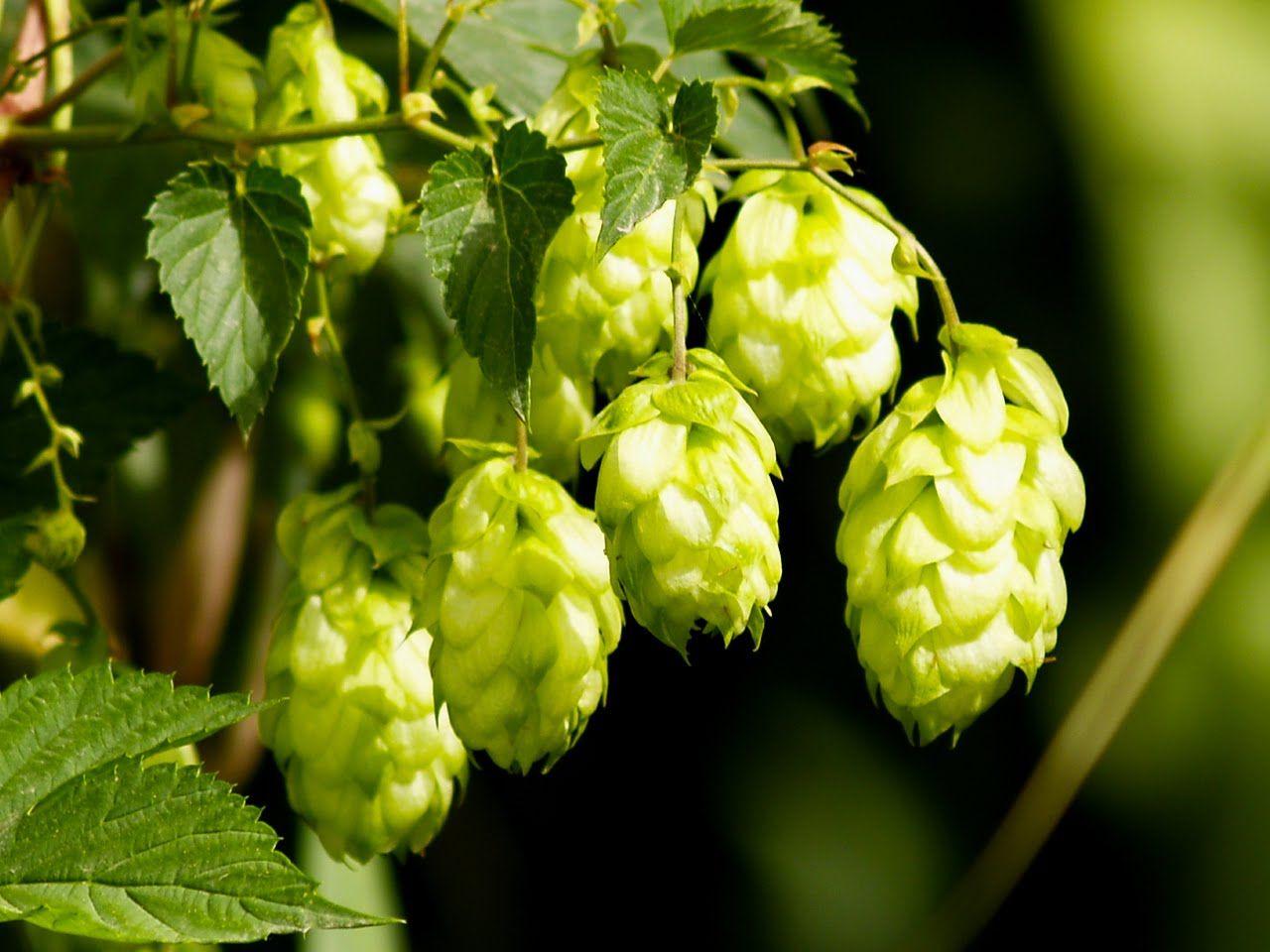 Hops Wallpapers - Top Free Hops Backgrounds - WallpaperAccess