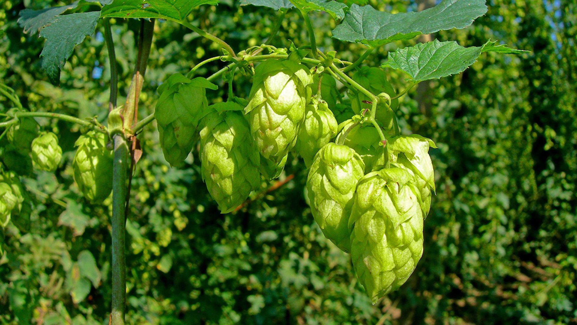 Hops Wallpapers - Top Free Hops Backgrounds - WallpaperAccess
