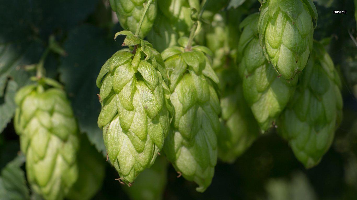 Hops Wallpapers - Top Free Hops Backgrounds - WallpaperAccess